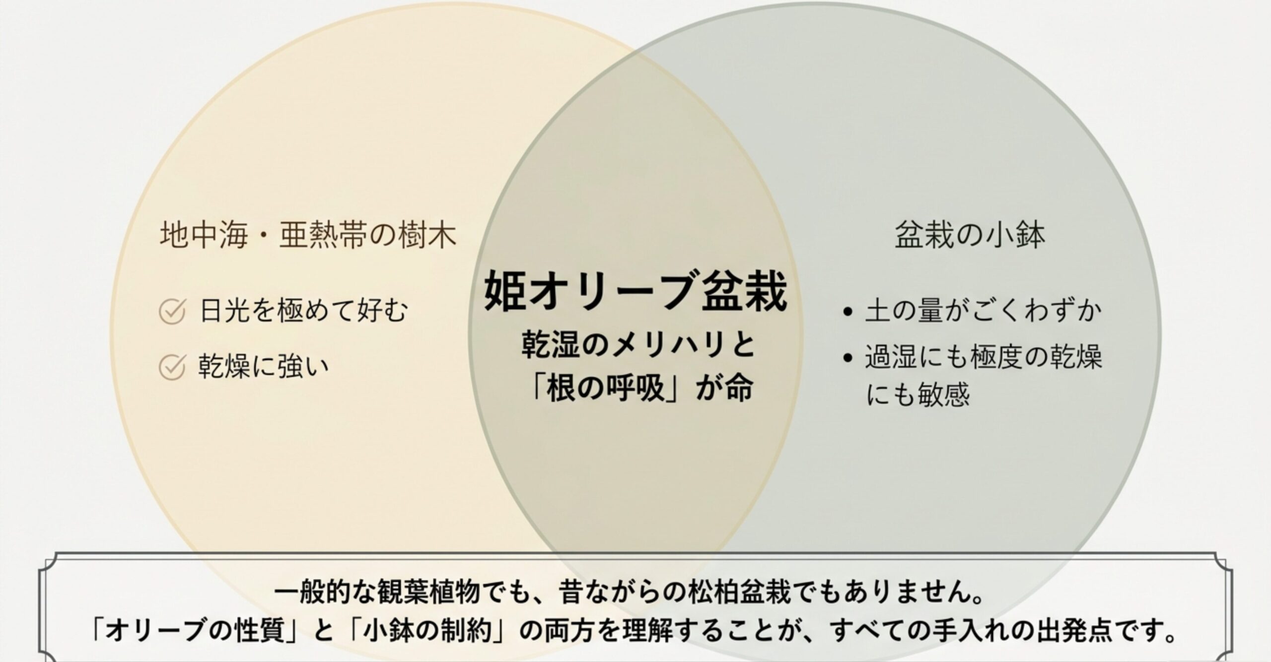 姫オリーブ盆栽が持つ地中海由来の性質と、小鉢で育てる際の過湿・乾燥に対する注意点をまとめた解説スライド