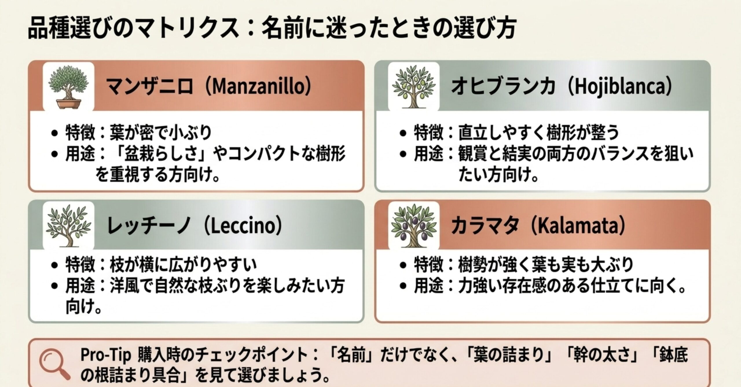 マンザニロ、レッチーノ、オヒブランカ、カラマタの4品種の特徴と、盆栽としての選び方を示した比較図