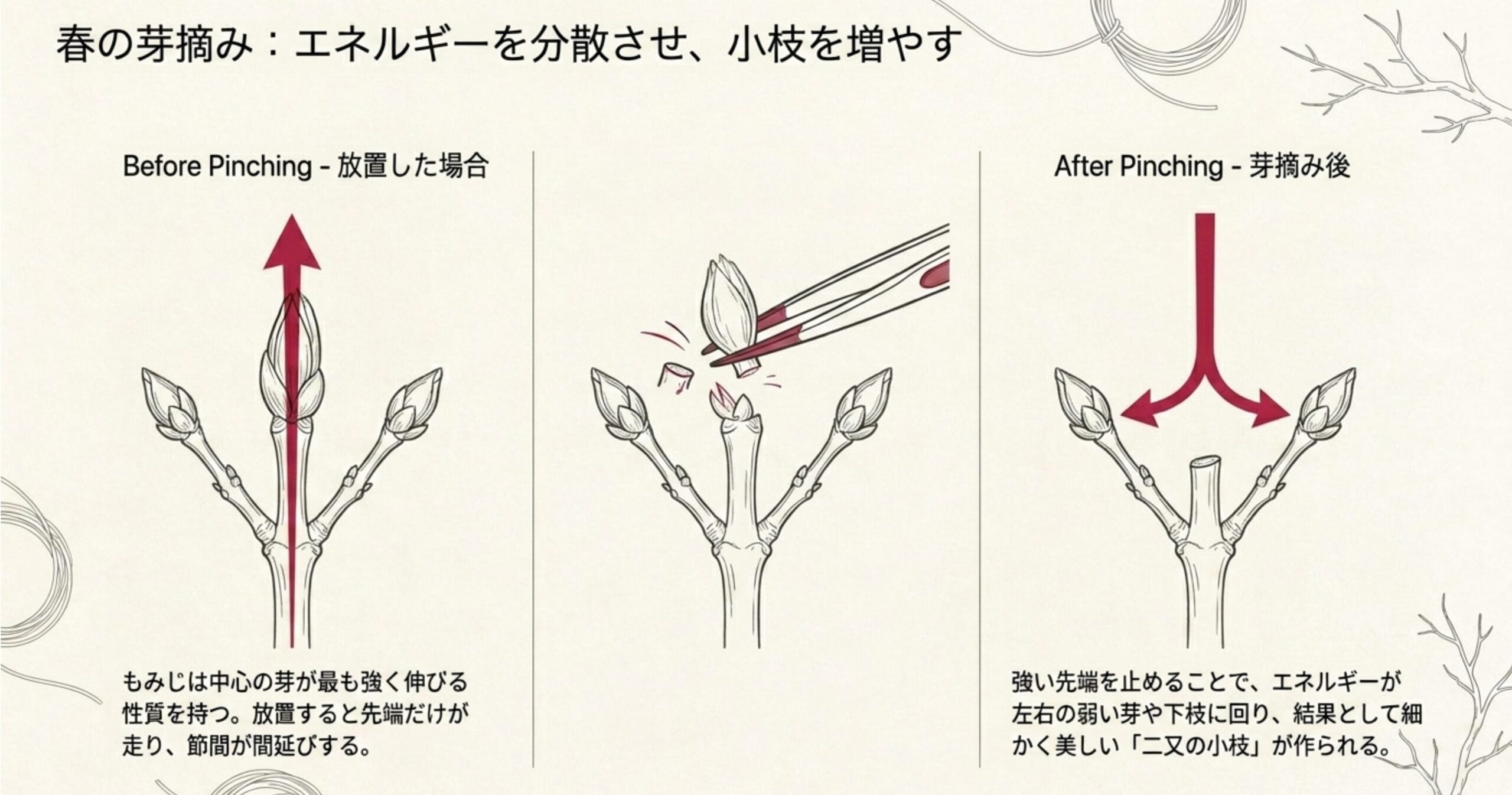 盆栽の芽摘みの仕組み。中心の強い新芽をピンセットで摘むことでエネルギーを分散させ、二又の小枝を増やす様子を図解。