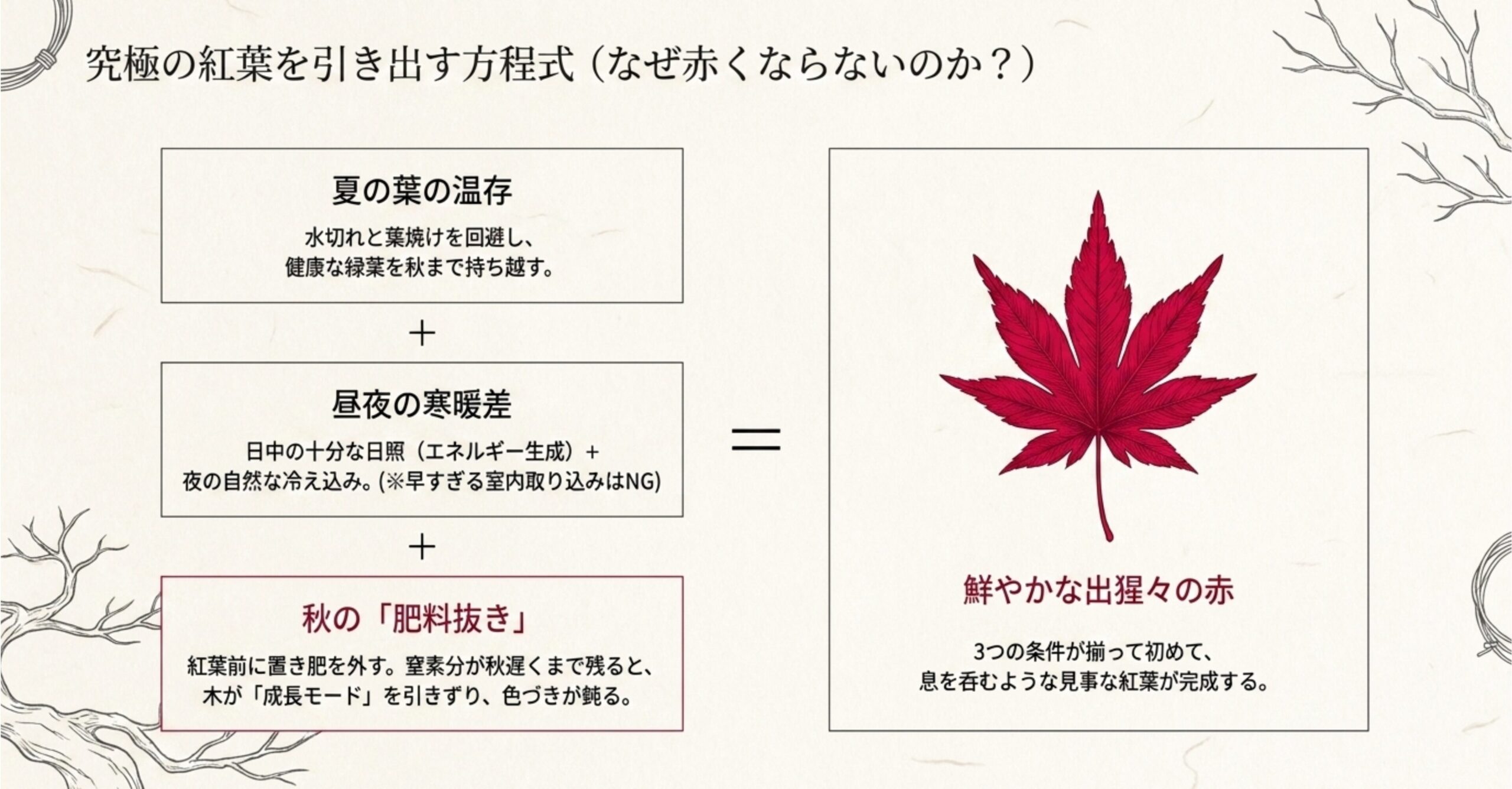 究極の紅葉を引き出す方程式。夏の葉の温存、日中の日照と夜の寒暖差、秋の肥料抜きの3つの条件が重なることで鮮やかな赤になる仕組みを図解。