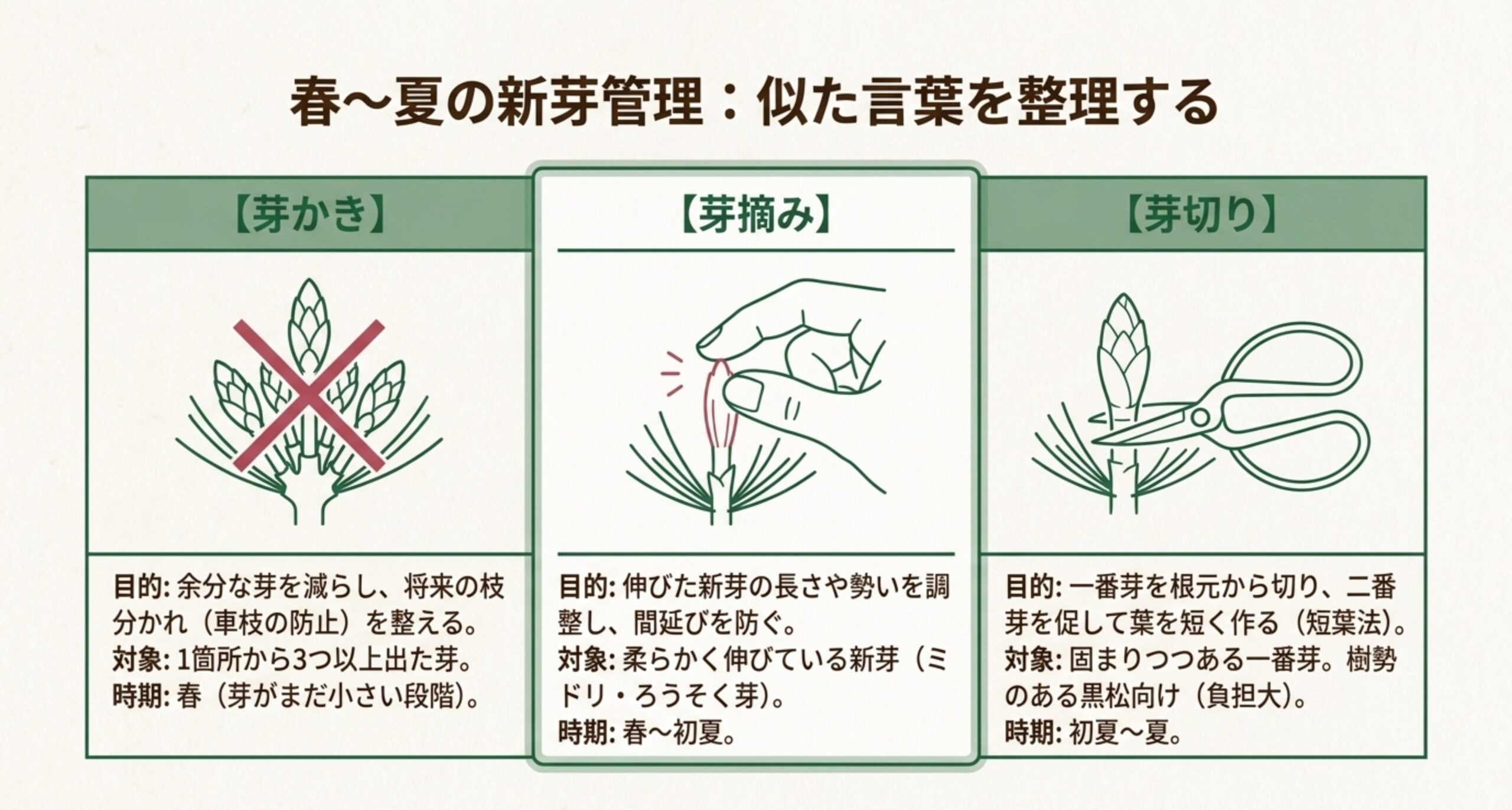 春から夏に行う松盆栽の新芽管理（芽かき、芽摘み、芽切り）の目的と対象時期の違いを比較した図解
