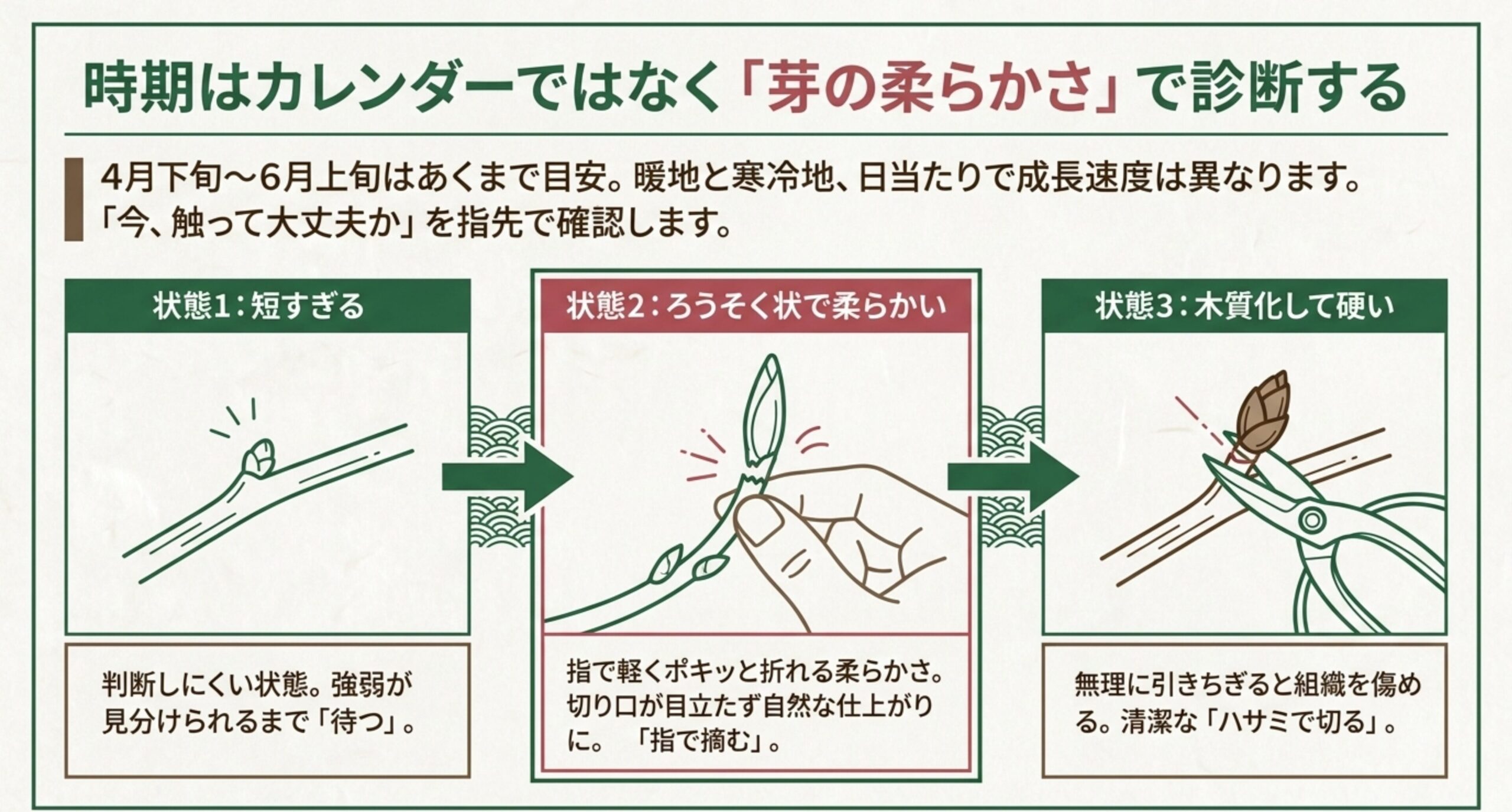 松盆栽の新芽の伸び具合と柔らかさから、指で摘むかハサミで切るかを判断する3つの状態の図解