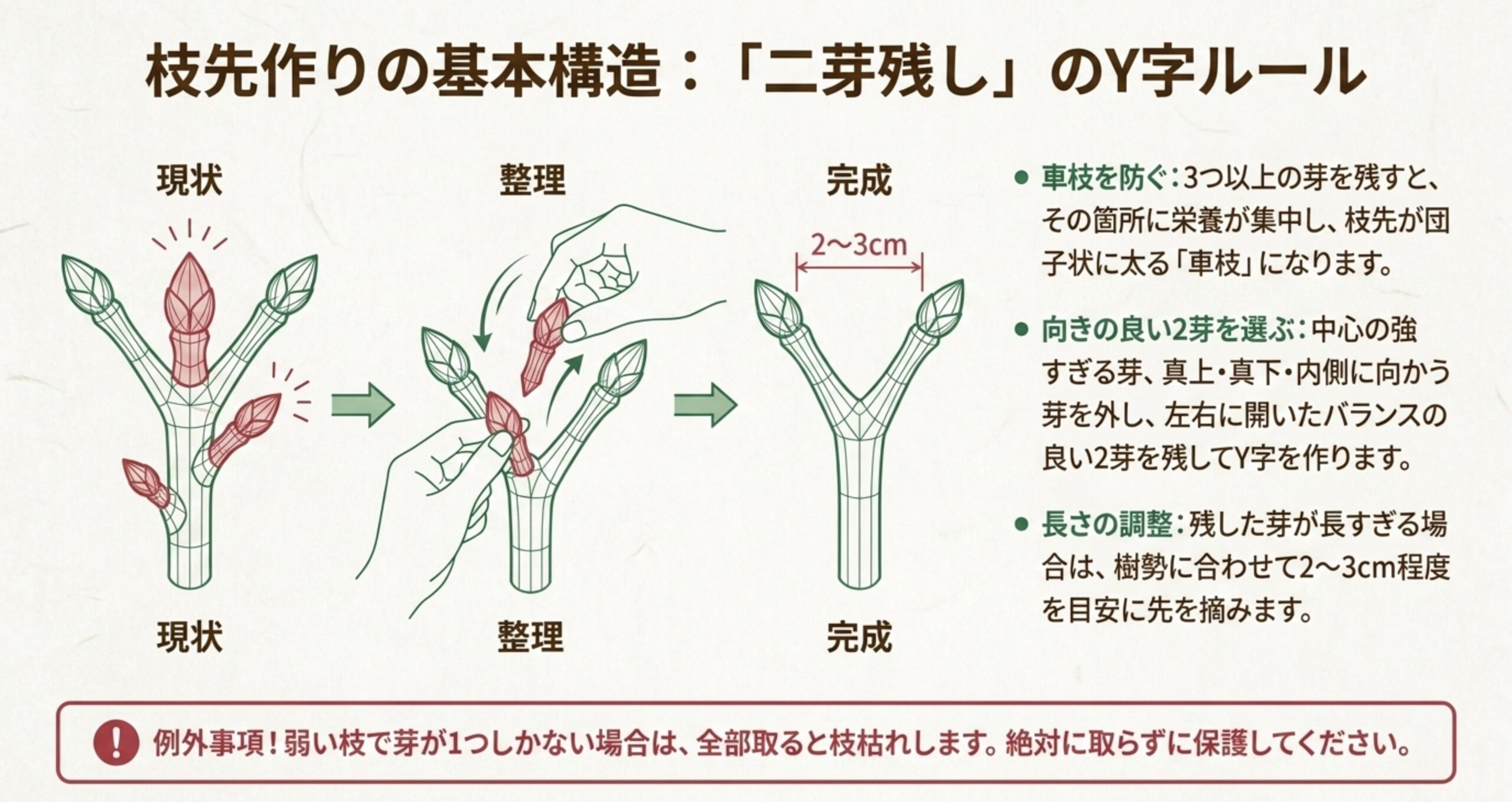 枝先をY字に整え、車枝を防ぐための「二芽残し」の具体的な手順と例外事項をまとめた図解