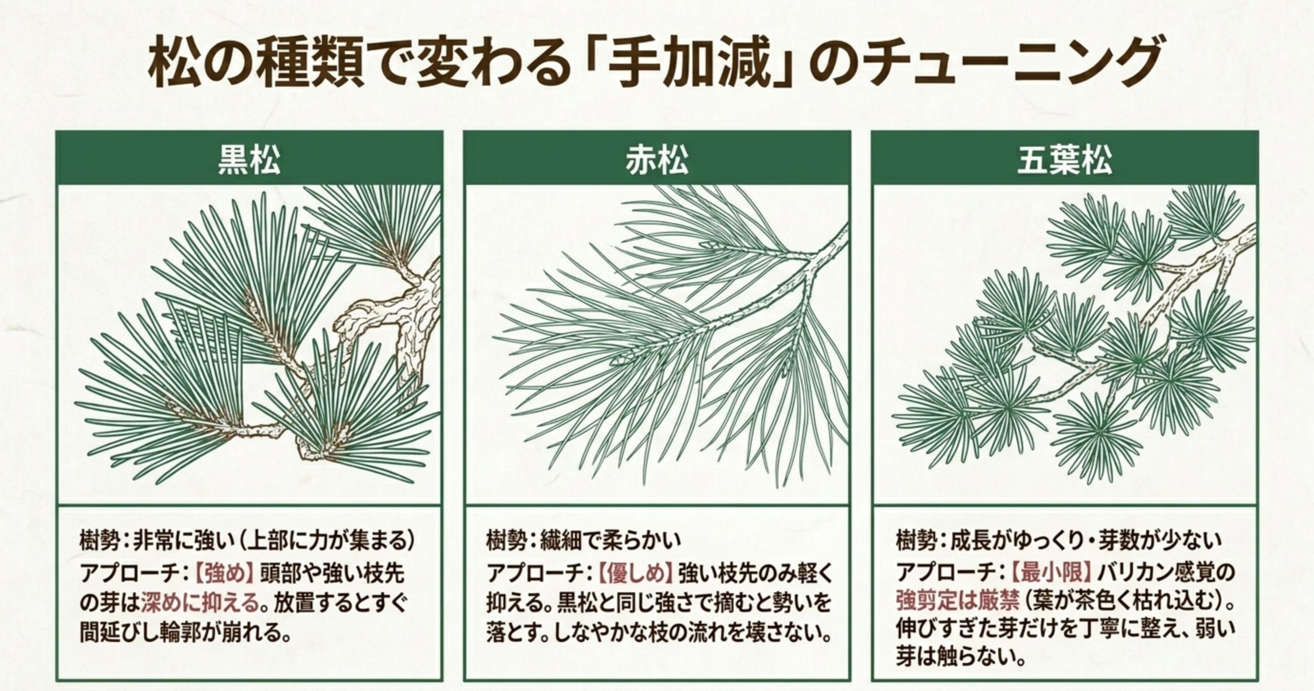 樹勢が異なる黒松、赤松、五葉松それぞれの性質に合わせた芽摘みの強さや手加減の違いを比較した一覧表