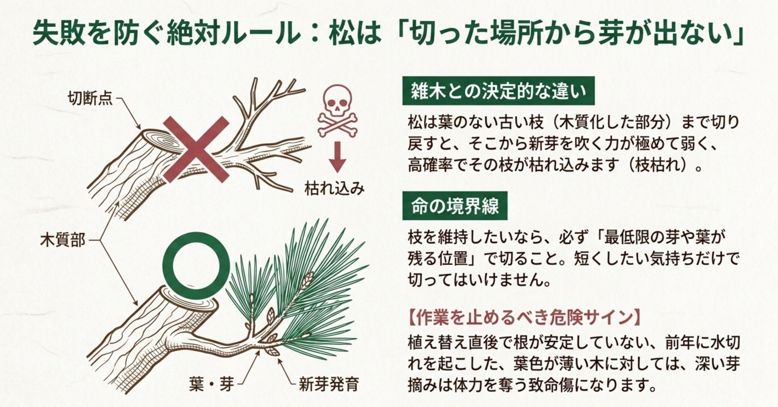 松は切った場所から芽が出ないため、木質部で深く切ると枝枯れを起こすという注意喚起の図解