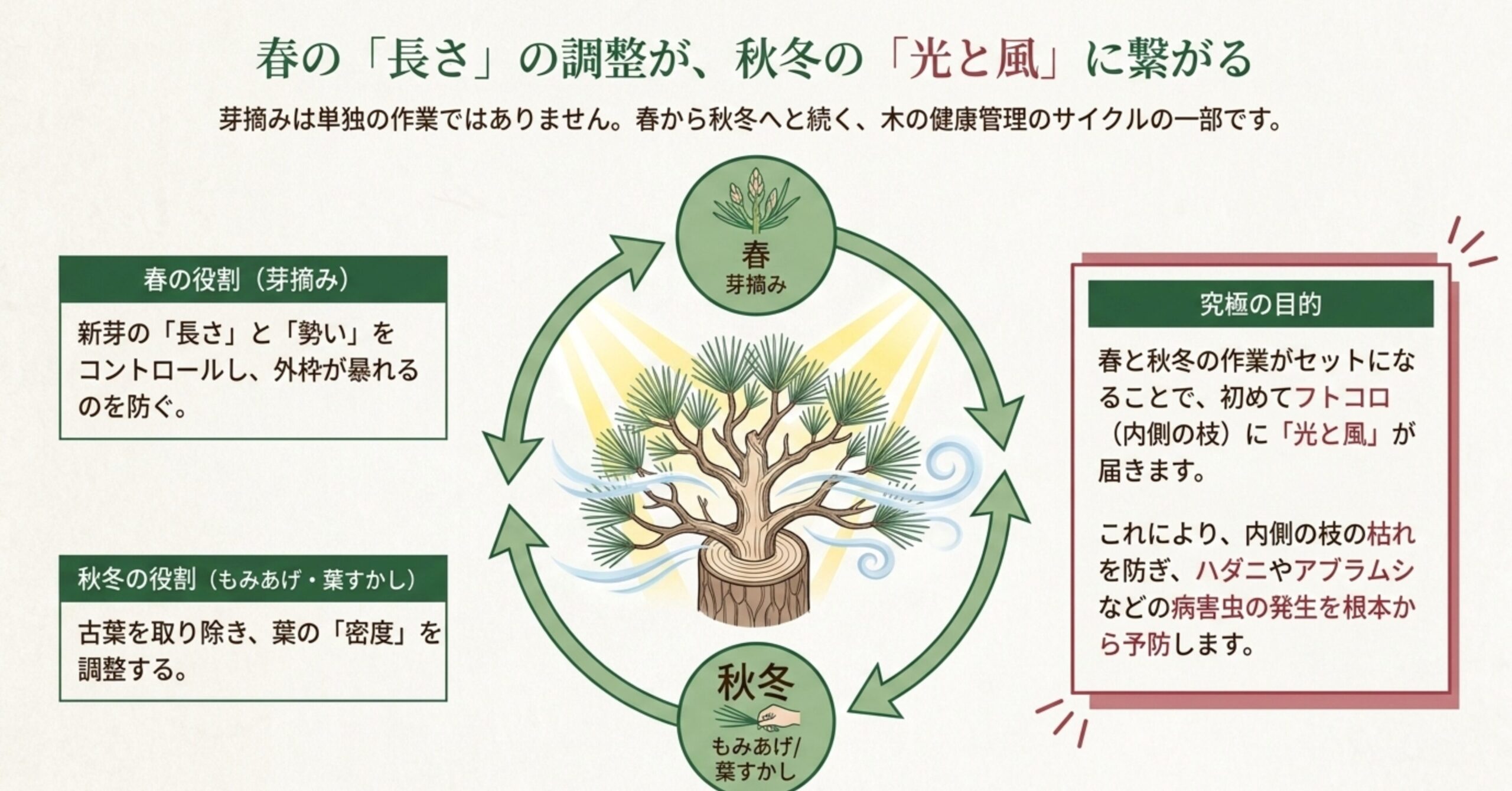 春の芽摘みによる長さ調整と、秋冬のもみあげ・葉すかしによる採光・通風確保が連動していることを示す年間サイクルの図解