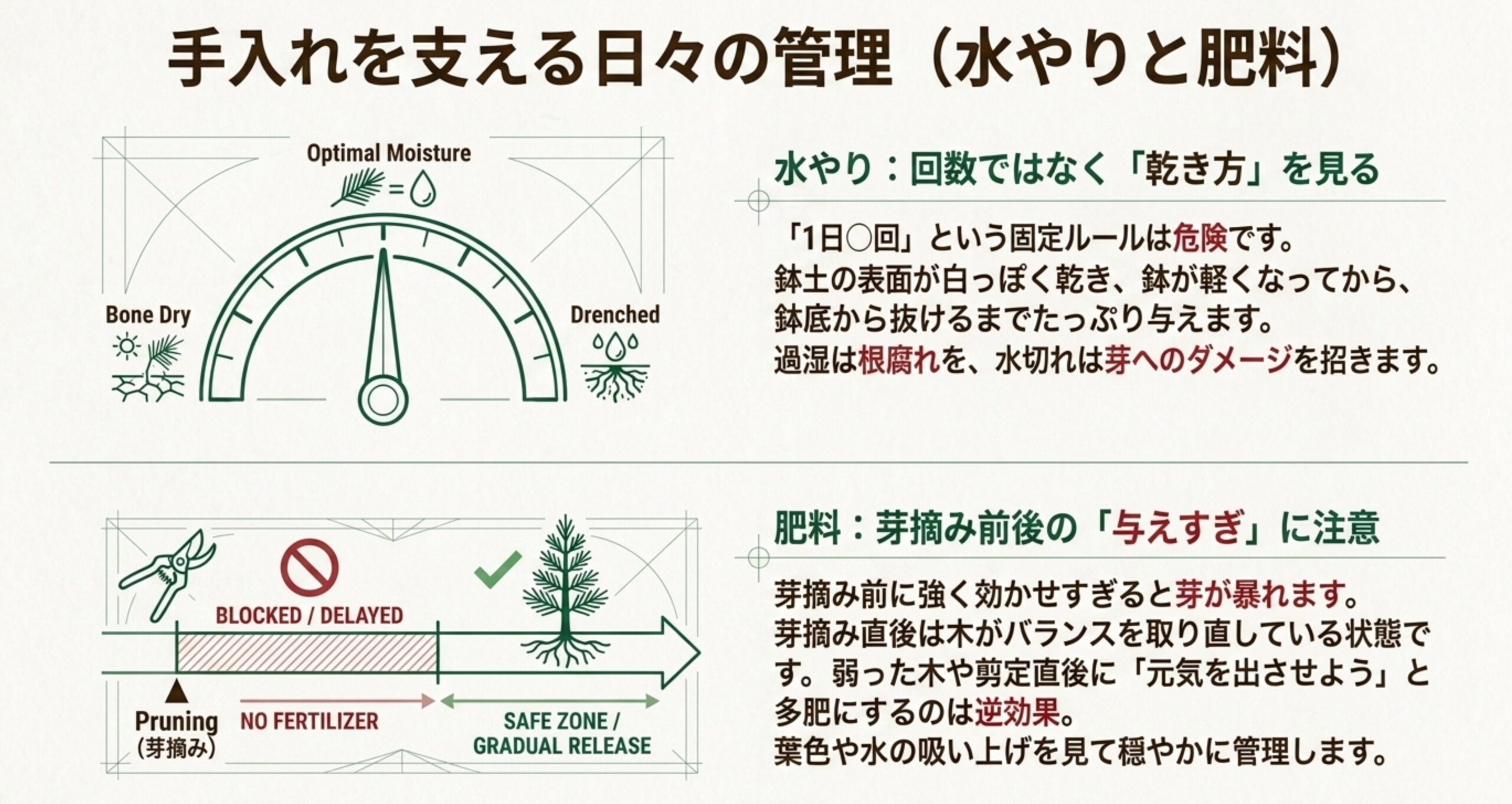 芽摘み前後の適切な肥料の効かせ方と、鉢土の乾き方に応じた水やりのタイミングを解説した図解