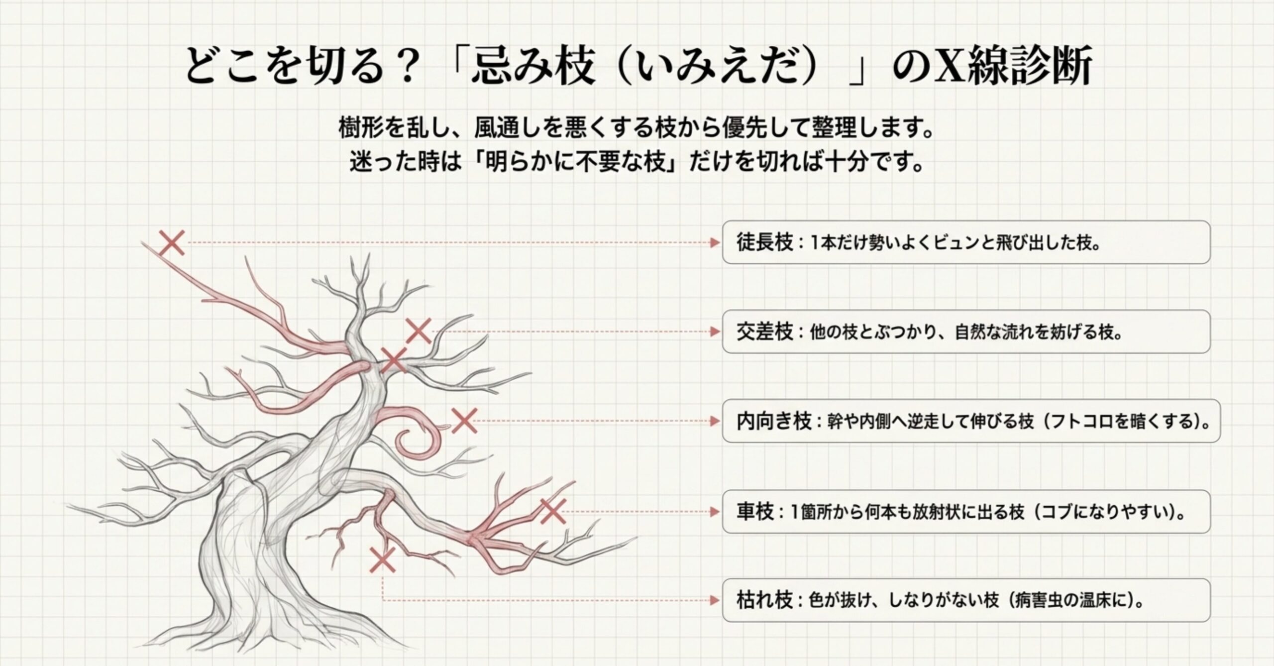 樹形を乱す「忌み枝」を透かして見せた盆栽のイラスト。徒長枝、交差枝、内向き枝、車枝、枯れ枝の5種類が赤色で強調され、それぞれがどのような状態の枝かが解説されている。