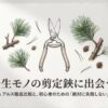 岡恒とアルスの剪定鋏の徹底比較と初心者のための選び方（松の枝と剪定鋏のイラスト）