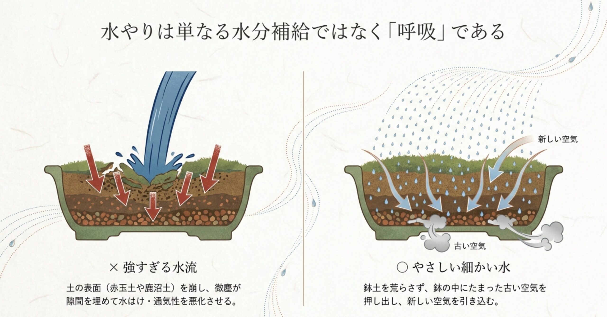 盆栽の水やりが土の呼吸を促す仕組みの図解。強すぎる水流が土の表面を崩壊させ、微塵が隙間を埋めて水はけ・通気性を悪化させる様子と、やさしい水が古い空気を押し出し新しい空気を引き込む様子を比較しています。