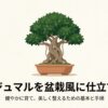 ガジュマルを健やかに育て、美しく整えるための基本と手順をまとめたタイトルスライド