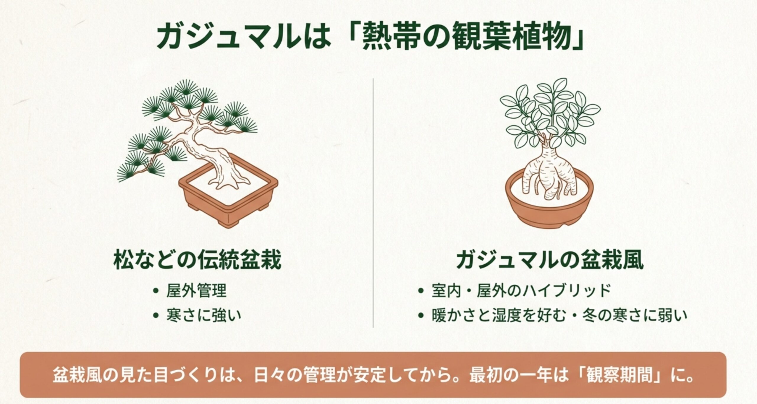 松などの屋外管理・寒さに強い伝統盆栽に対し、ガジュマルは室内外のハイブリッド管理で暖かさと湿度を好む熱帯の観葉植物であることを比較した図解