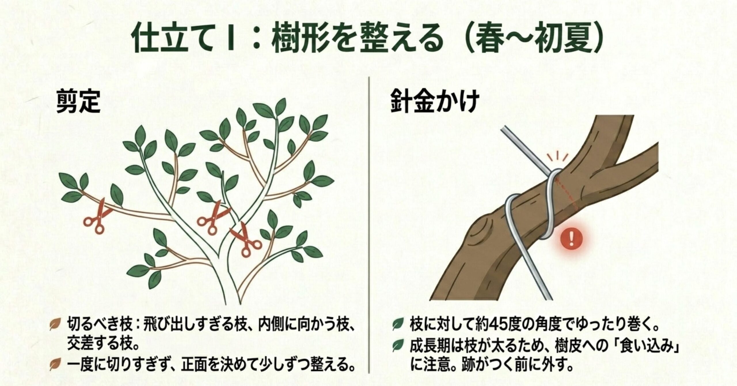 飛び出しすぎる枝や交差する枝を切る剪定のポイントと、枝に対して約45度の角度で巻く針金かけの注意点（食い込み防止）を解説したイラスト