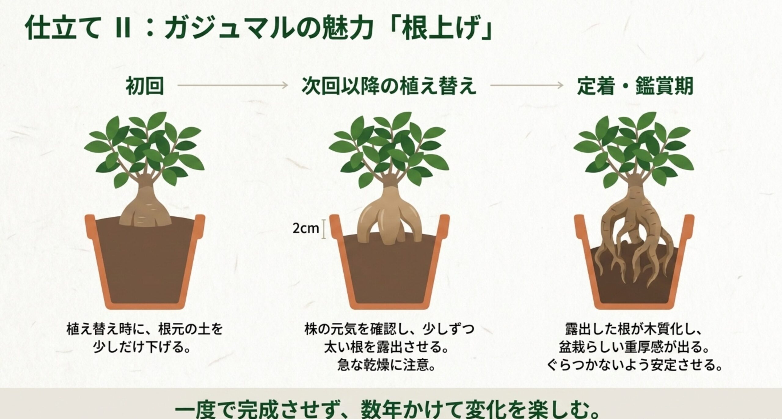 初回から次回以降の植え替えを経て、徐々に根を露出させ木質化させることで盆栽らしい重厚感を出す、根上げの各ステップを図解したスライド