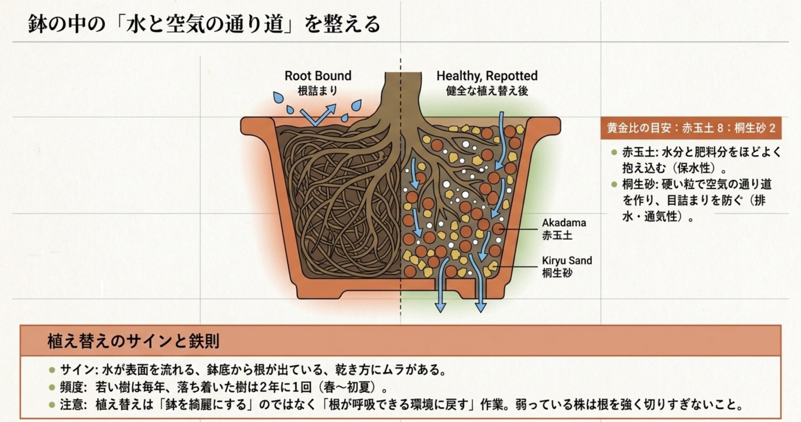 根詰まりした鉢と植え替え後の鉢のイラスト。赤玉土8対して桐生砂2の黄金比の目安と、水と空気の通り道を整える解説 。