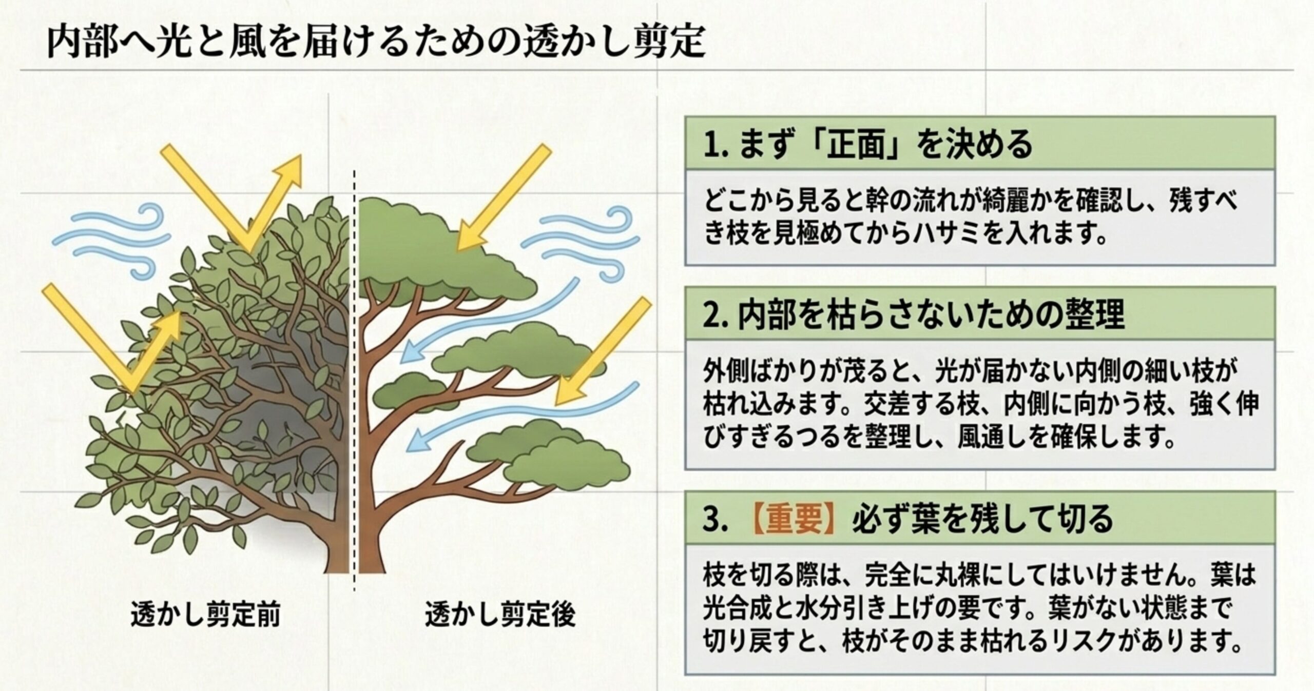透かし剪定の前と後を比較した木のイラスト。正面を決めること、内部を枯らさないための整理、必ず葉を残して切ることの3つの重要ポイントの解説 。