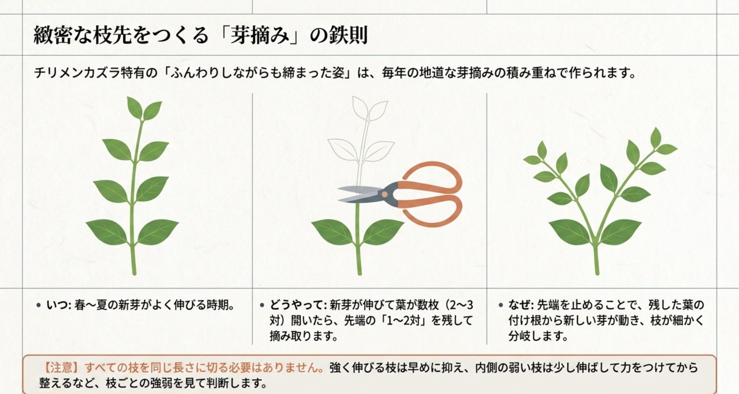 春から夏の新芽がよく伸びる時期に、先端の1から2対の葉を残して摘み取る方法とその理由についての解説 。