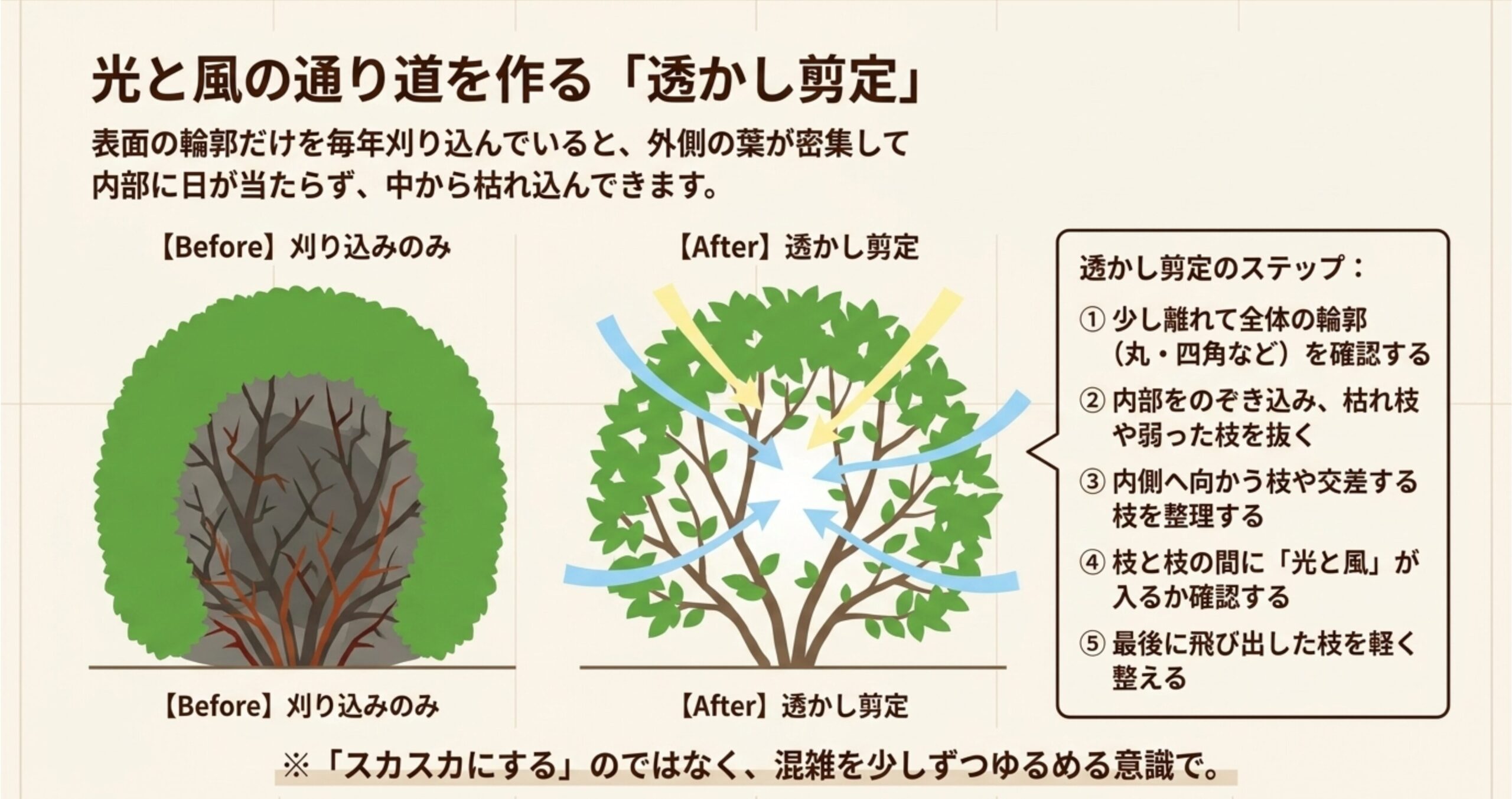 透かし剪定の前後を比較したイラスト。表面の刈り込みのみの状態から、内部に光と風の通り道を作る透かし剪定のステップを図解 。