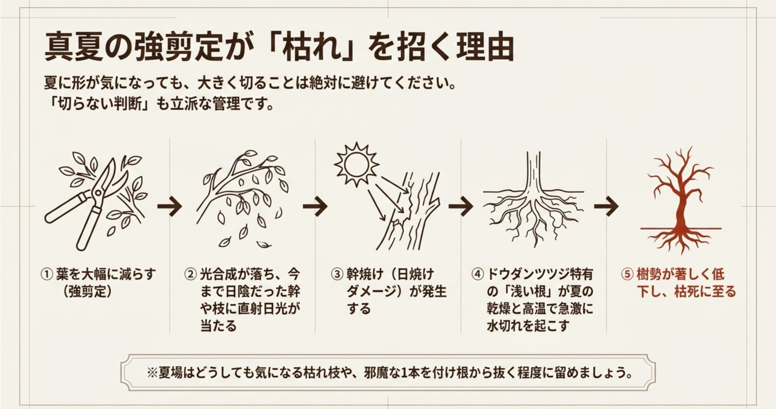 真夏に強剪定を行うと、光合成の低下や幹焼け、水切れを起こし、樹勢が低下して枯死に至る悪循環のプロセスを図解 。