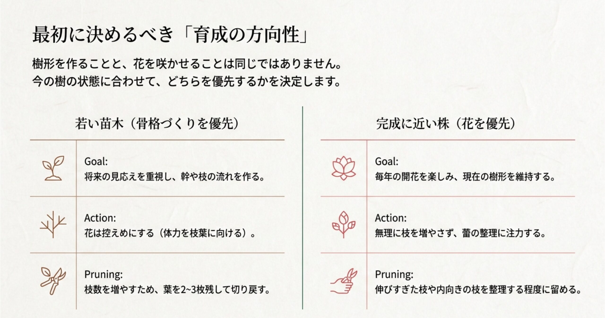 椿盆栽の育成の方向性(若い苗木と完成に近い株の目的と剪定の違い)をまとめた表