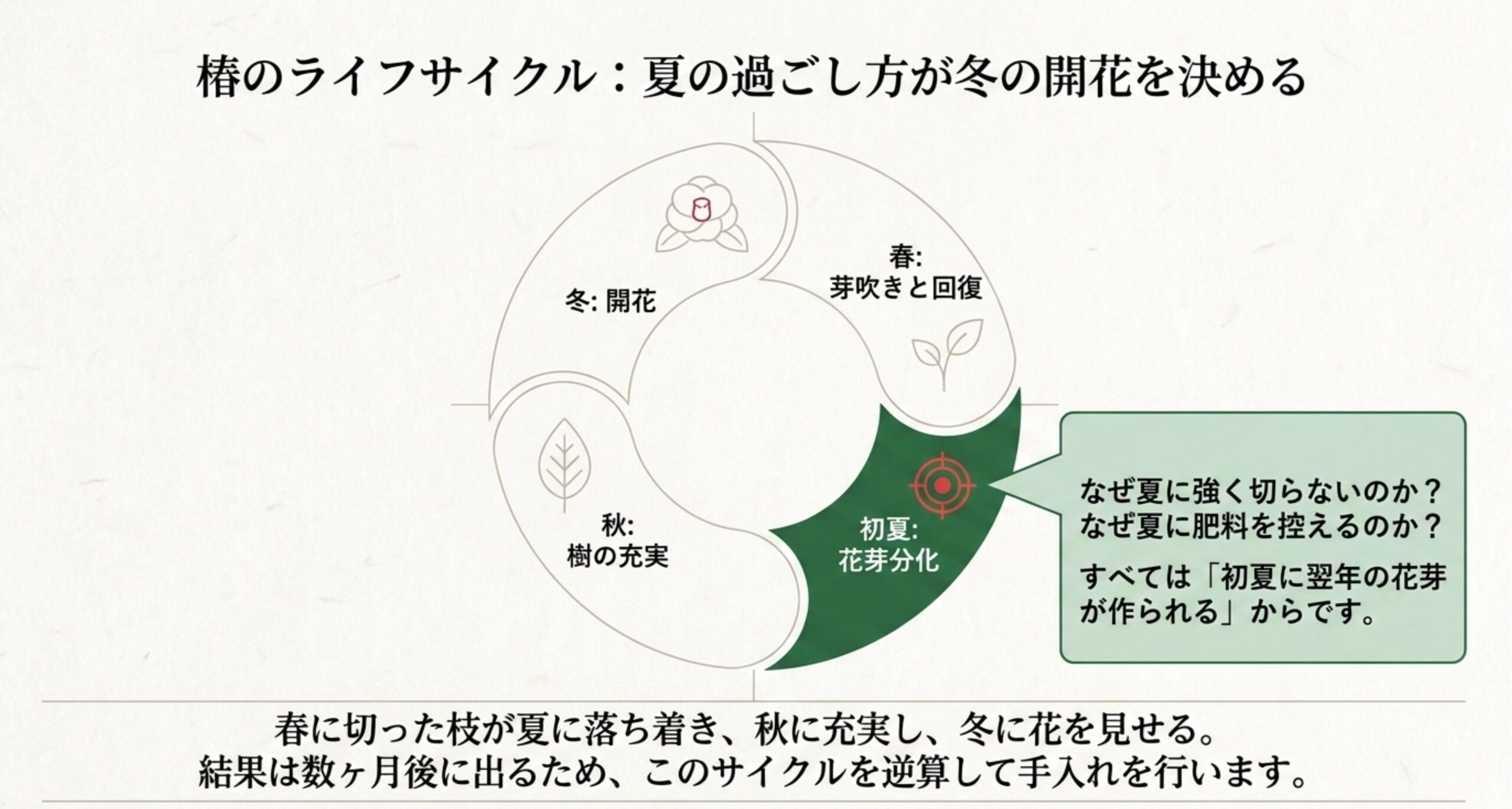椿の四季のライフサイクルと、初夏に翌年の花芽が作られる仕組みの解説図