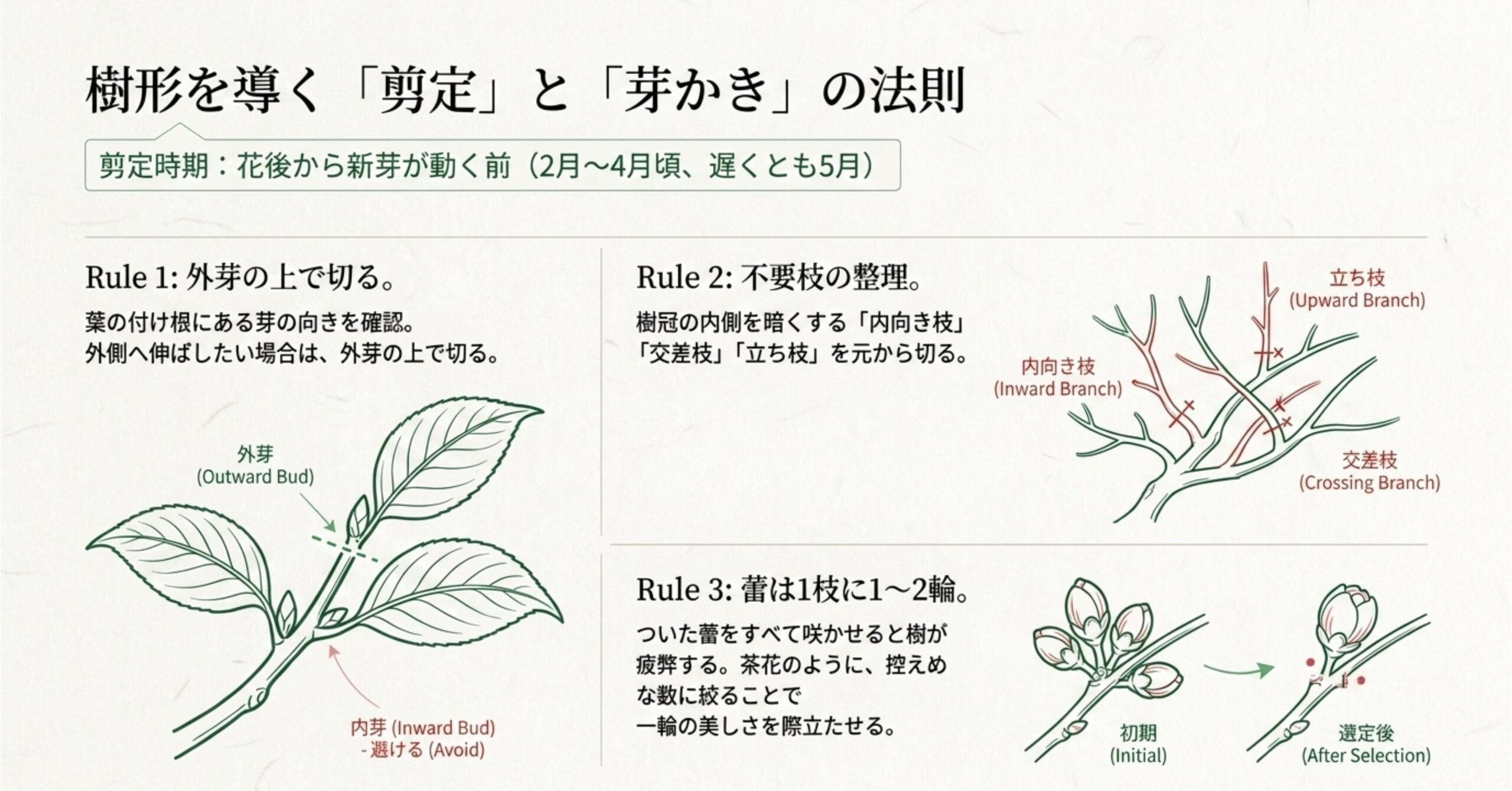 外芽・内芽の切り方の違いや、立ち枝・内向き枝・交差枝などの忌み枝を図解した剪定の法則