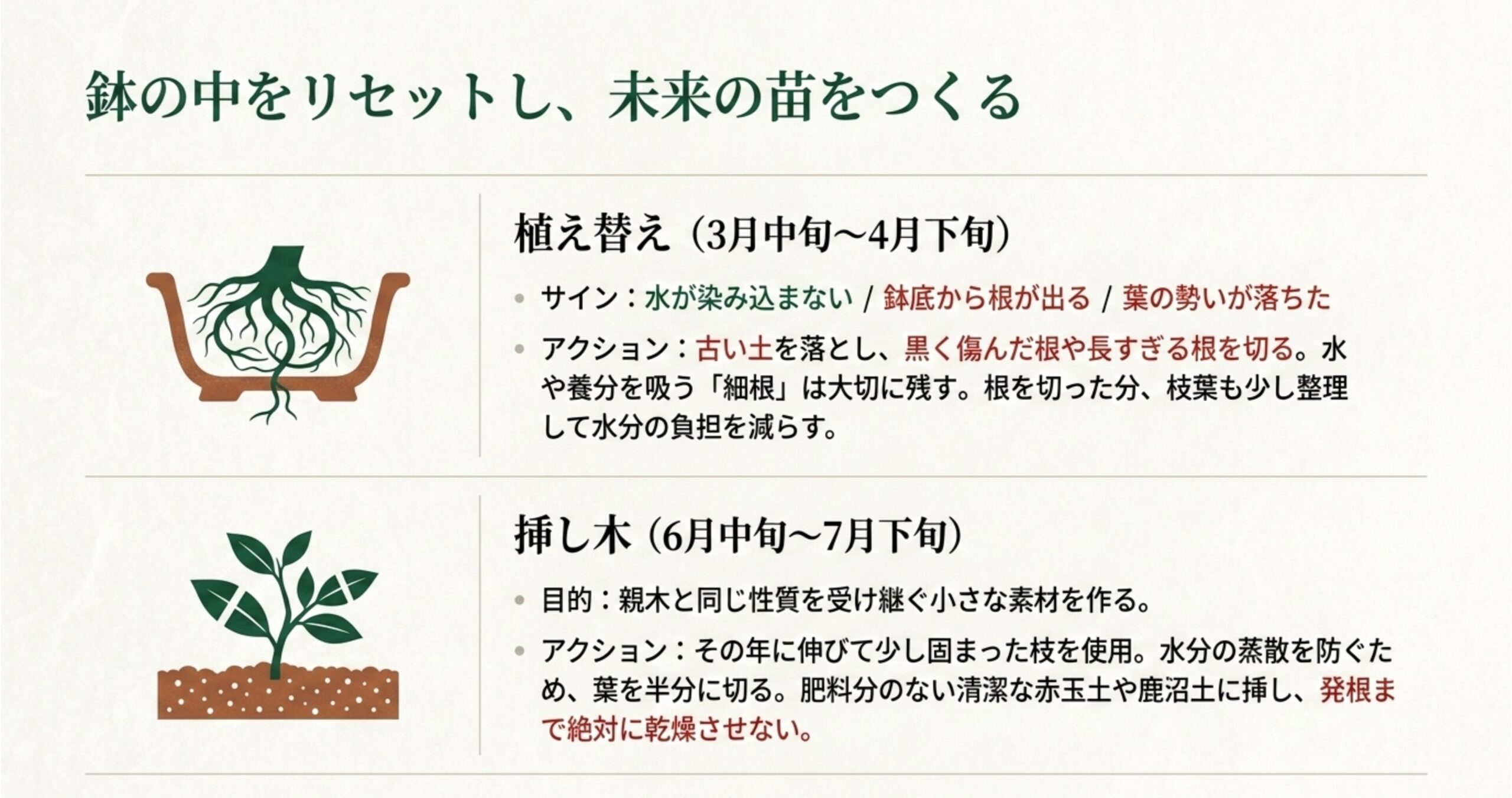 春の植え替えと初夏の挿し木による椿盆栽の鉢内リセットと増殖のイメージ図