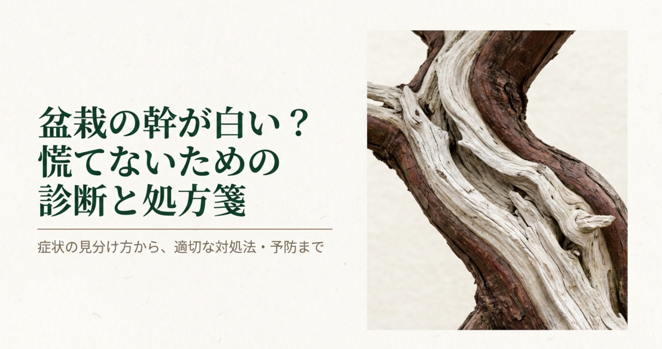 盆栽の幹が白い原因と対処法を解説するガイドの表紙画像。ジンやシャリの入った美しい盆栽の幹が背景に写っている。