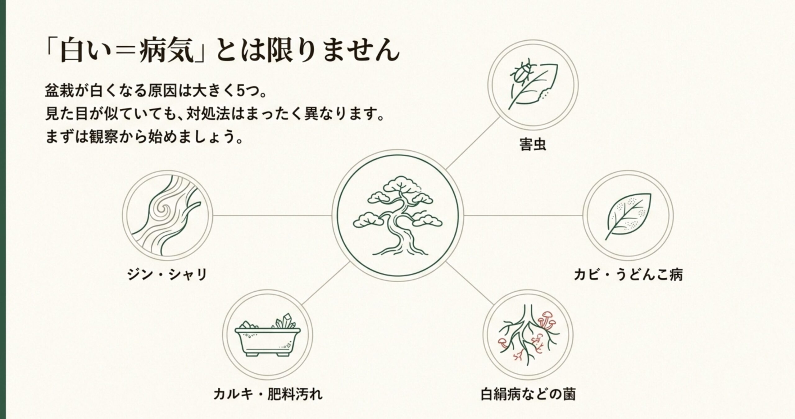 盆栽が白くなる原因を5つ（ジン・シャリ、害虫、カルキ・肥料汚れ、白絹病などの菌、カビ・うどんこ病）に分類したアイコン付きの解説スライド。