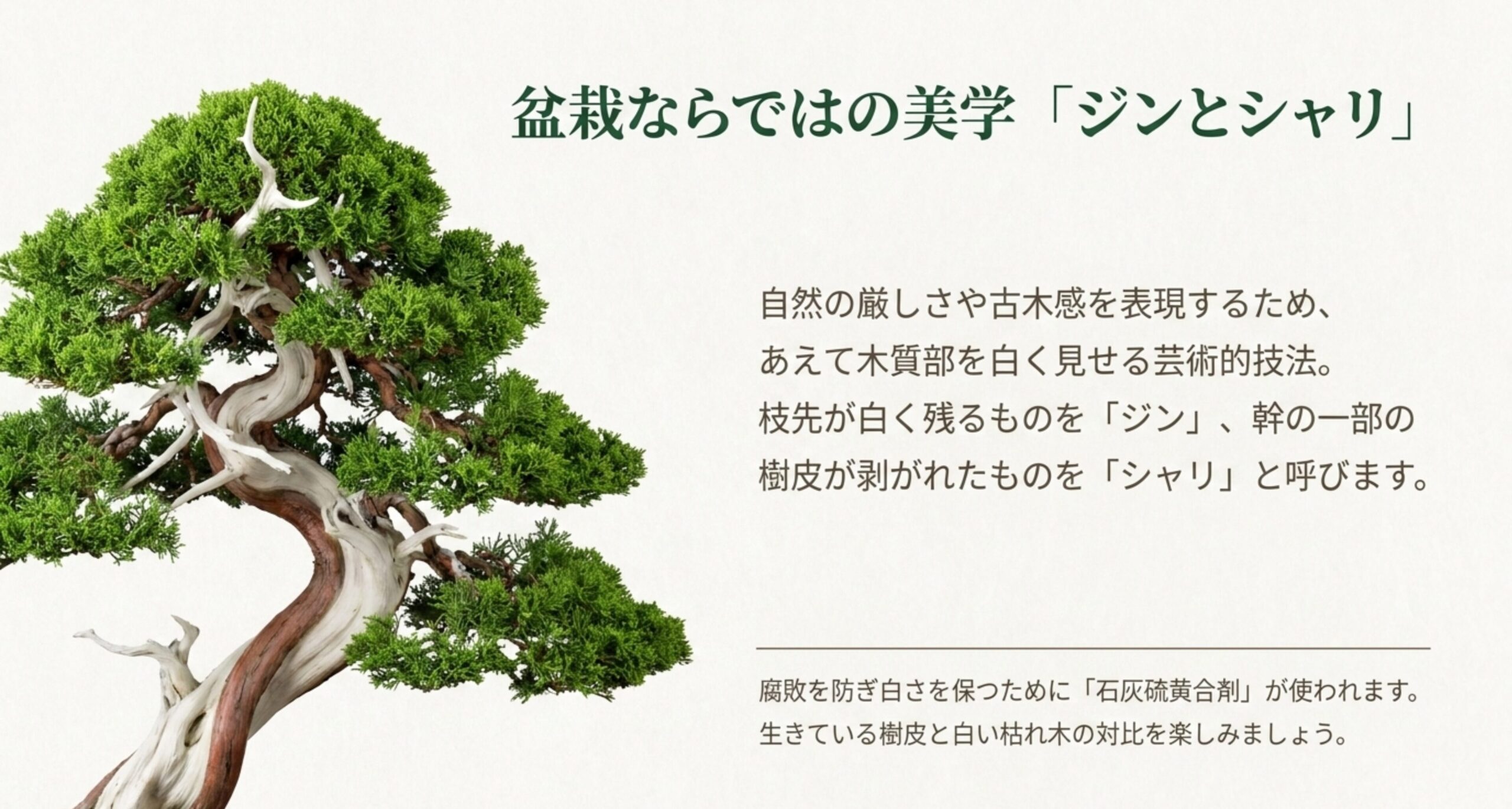 盆栽の枝先や幹の一部が白く風化した美学「ジンとシャリ」の解説と、石灰硫黄合剤による保護について説明した画像。