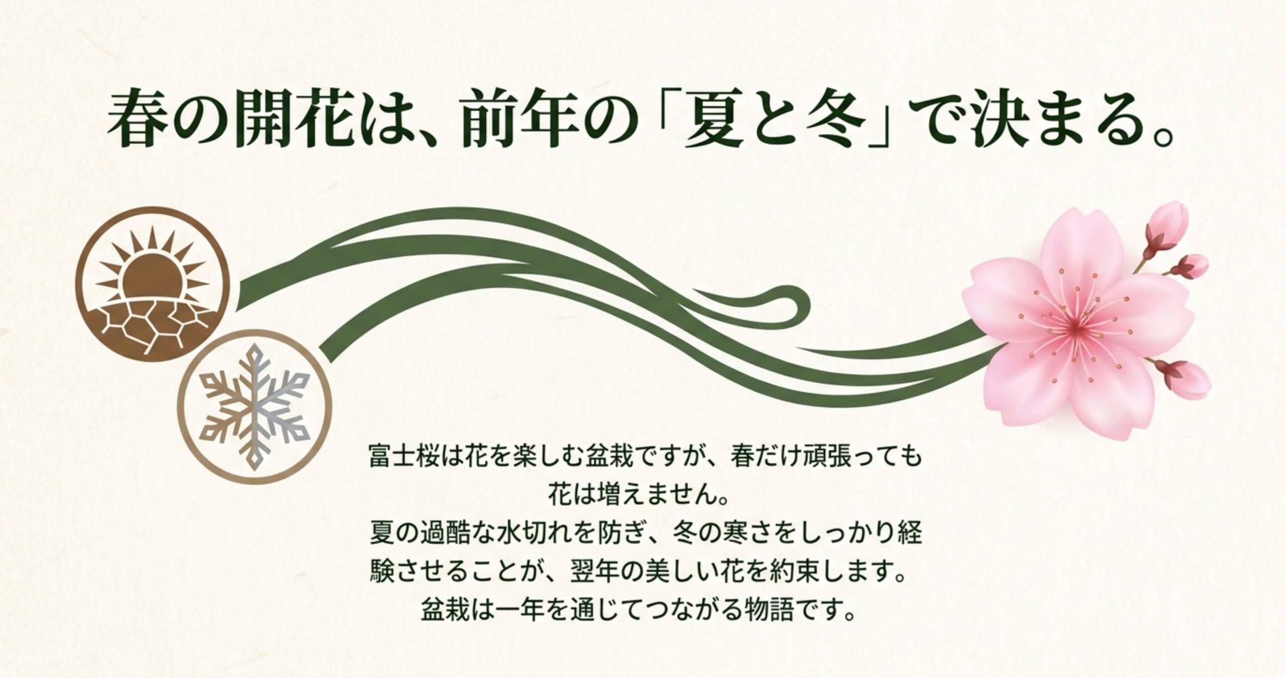 春の開花は前年の夏と冬で決まることを説明した図。夏の水切れ防止と冬の寒さ経験の重要性について 。