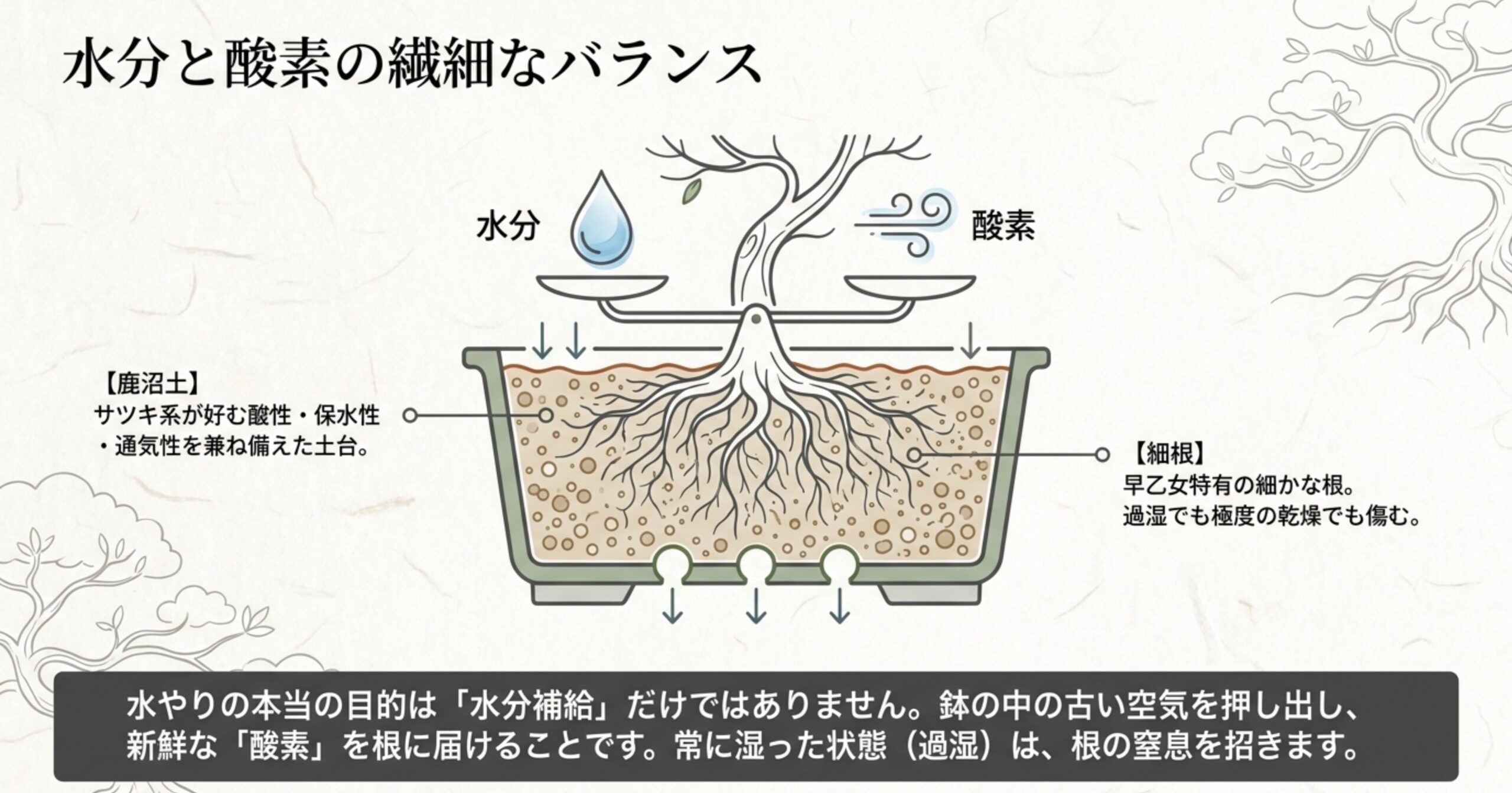 早乙女盆栽の細根に必要な水分と酸素のバランス、およびサツキ系に適した鹿沼土の役割を図解したスライド