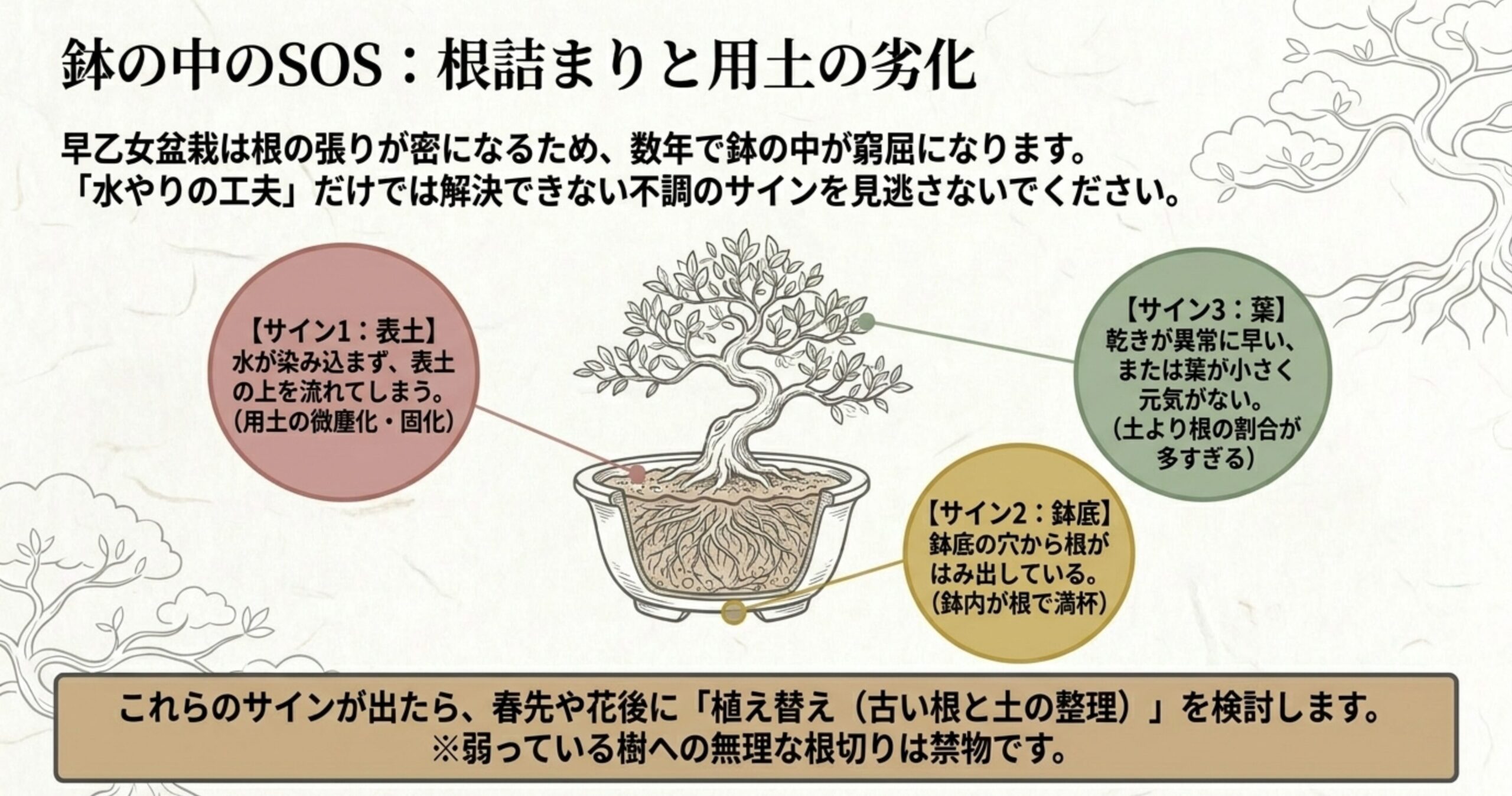 鉢の中で根が詰まった早乙女盆栽のイラストと、表土や鉢底の様子から読み取る根詰まり・用土劣化のSOSサイン
