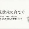 鉢植えで綺麗に花を咲かせた沈丁花の盆栽のイラスト