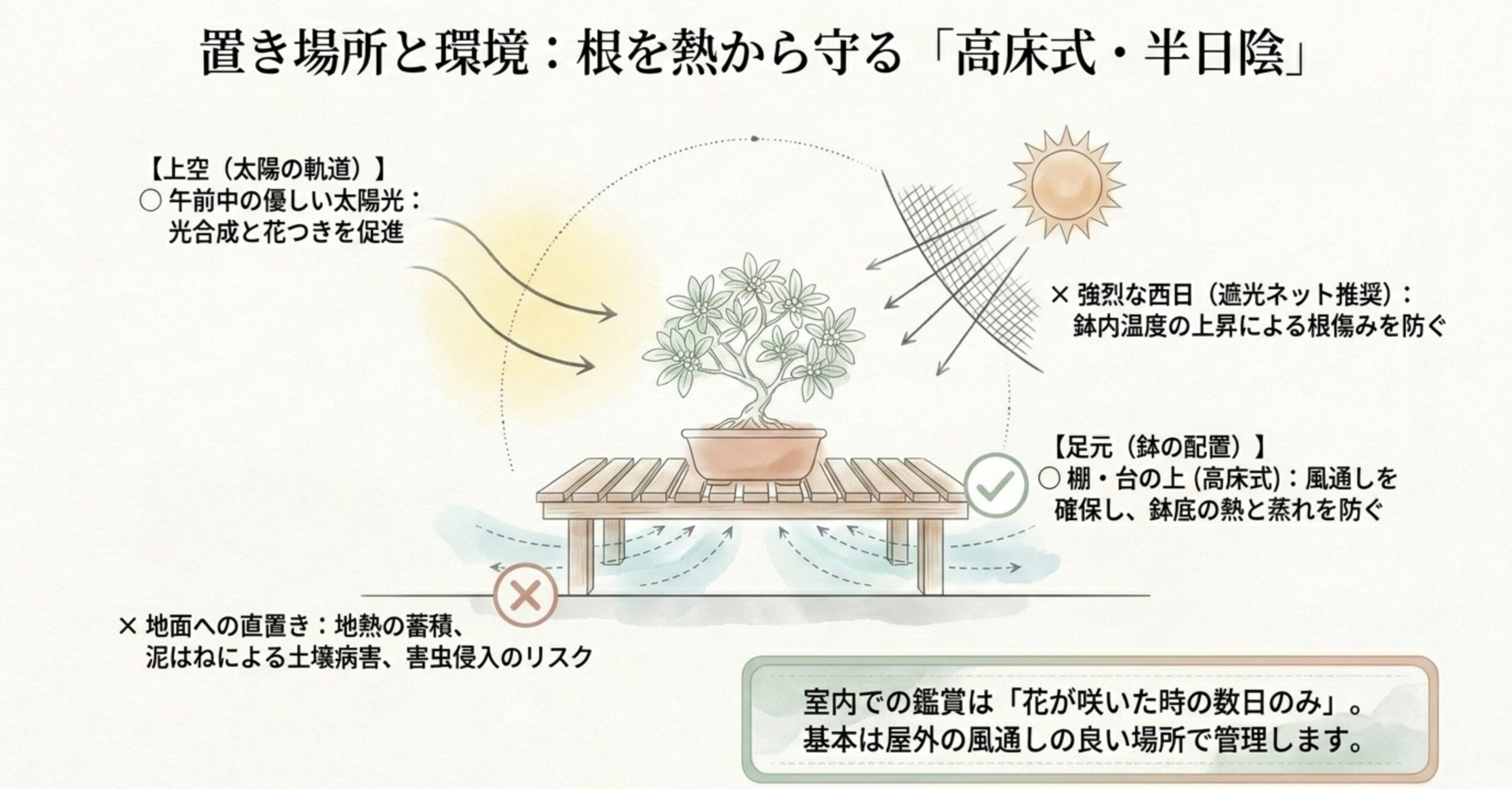 強い西日を避け、風通しの良い棚の上（高床式）に沈丁花の鉢を置く理想的な環境のイラスト
