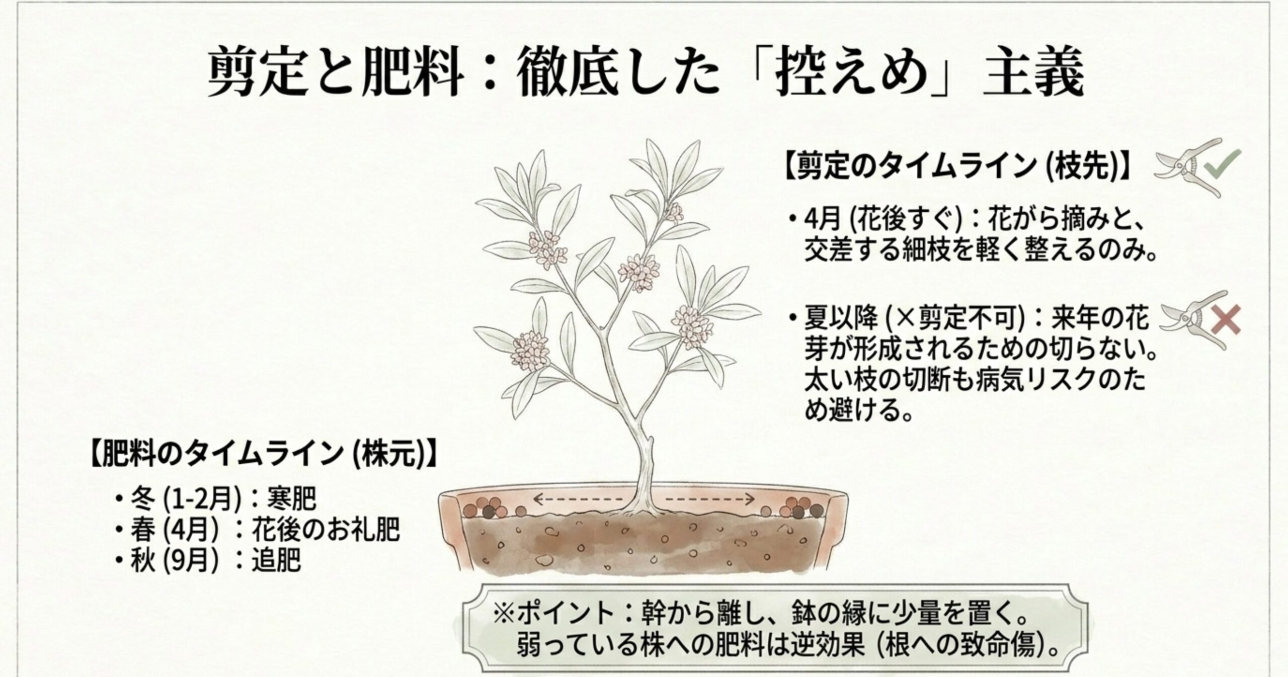 鉢の縁に少量の肥料を置く位置と、花後の4月に行う軽い剪定箇所を示した図
