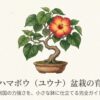 赤と黄色の美しいグラデーションの花を咲かせたオオハマボウ盆栽のイラスト