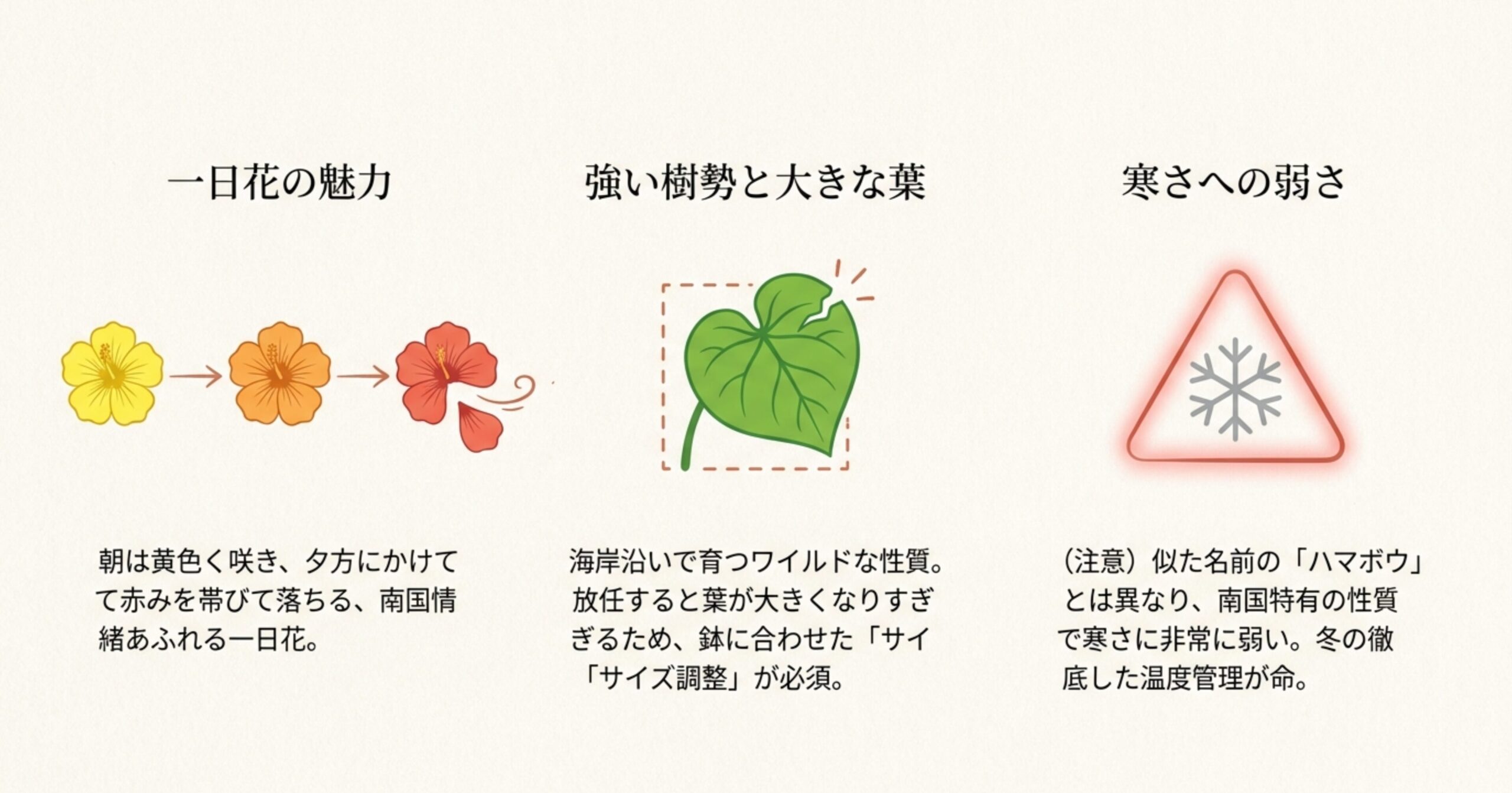 オオハマボウの特徴である花色の変化(黄色から赤)、大きな葉、寒さへの弱さを示す図解