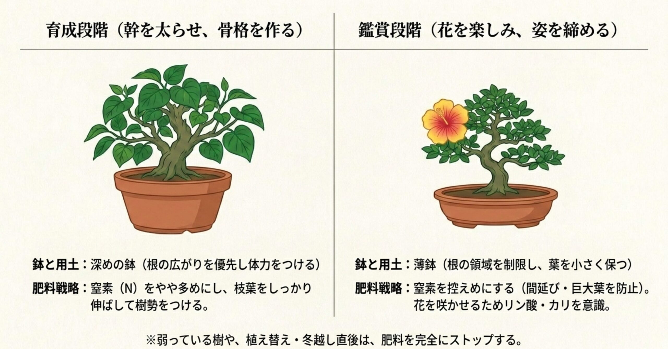 深鉢で葉を茂らせる育成段階のオオハマボウと、薄鉢で花を楽しむ鑑賞段階のオオハマボウを比較したイラスト