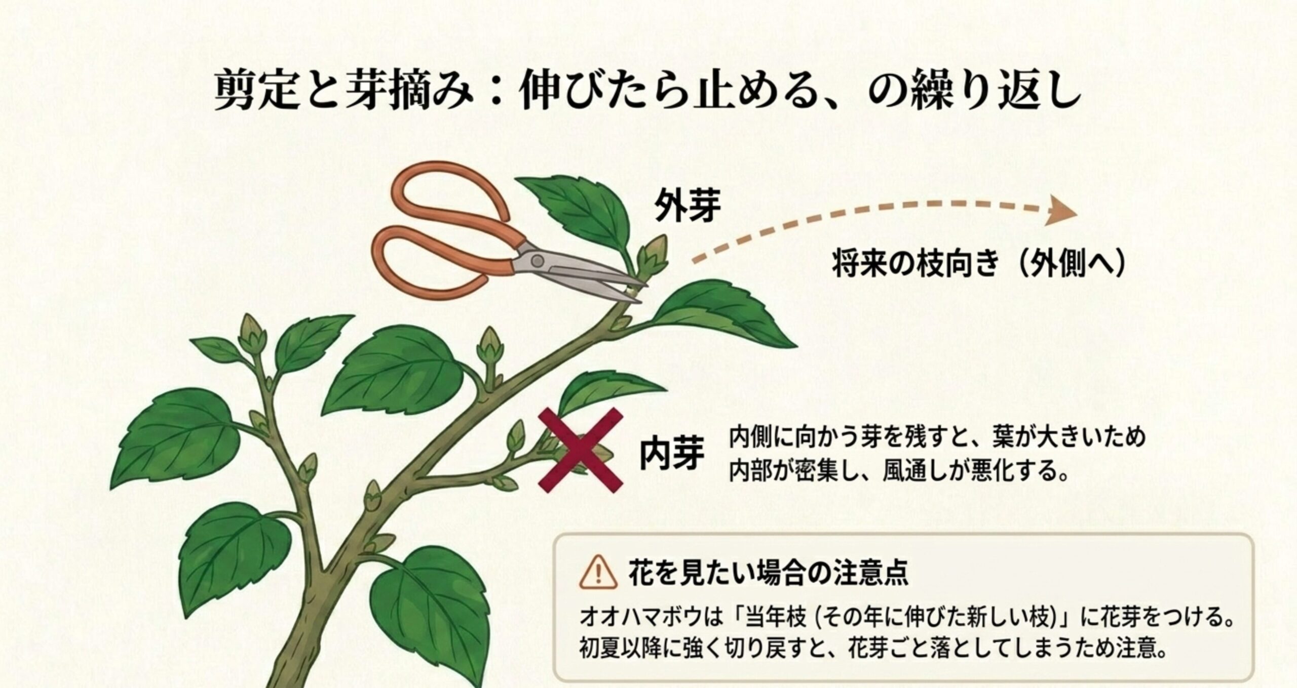 枝の外側に向かう外芽を残して剪定するハサミの図と、当年枝に花芽がつくため初夏以降の切り戻しに注意を促す解説図
