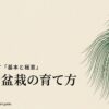 魅力を引き出す大王松盆栽の育て方の基本と極意をまとめたスライドの表紙