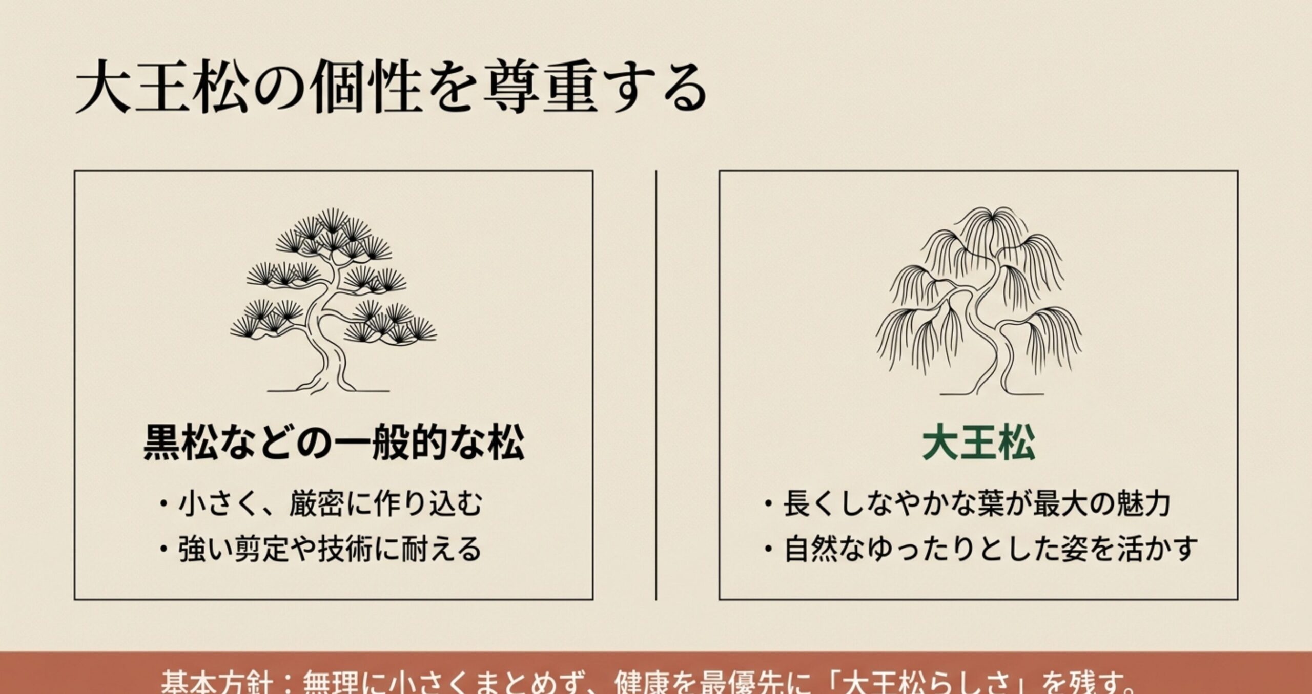 小さく作り込む黒松などの一般的な松に対し、長くしなやかな葉とゆったりとした姿を活かす大王松の個性を尊重する方針の比較