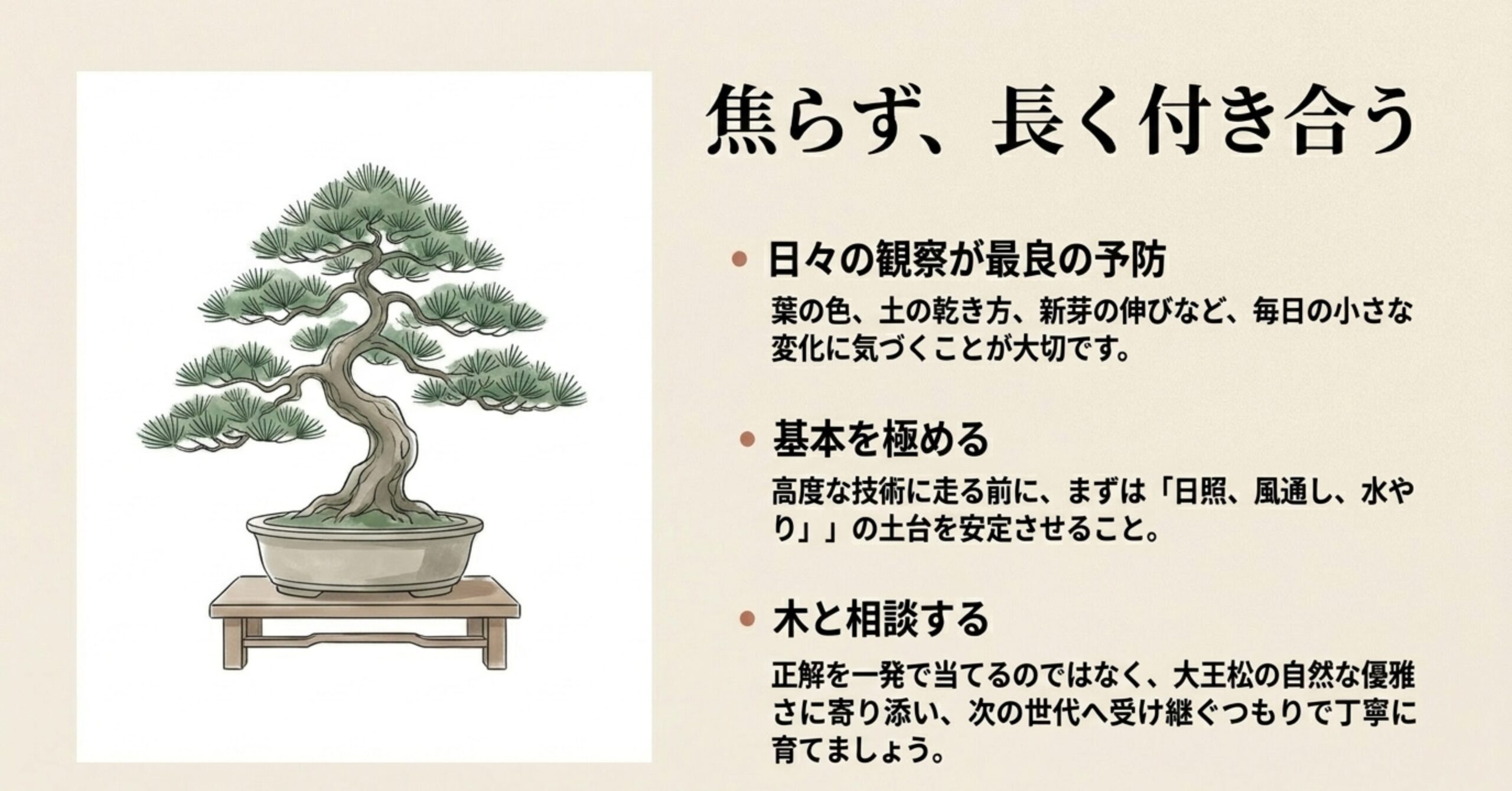 正解を一発で当てず、日々の観察と基本を極めながら、大王松の自然な優雅さに寄り添って長く付き合うためのメッセージと盆栽のイラスト