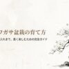 白い花を咲かせたミツデイワガサの盆栽イラストと完全ガイドのタイトル