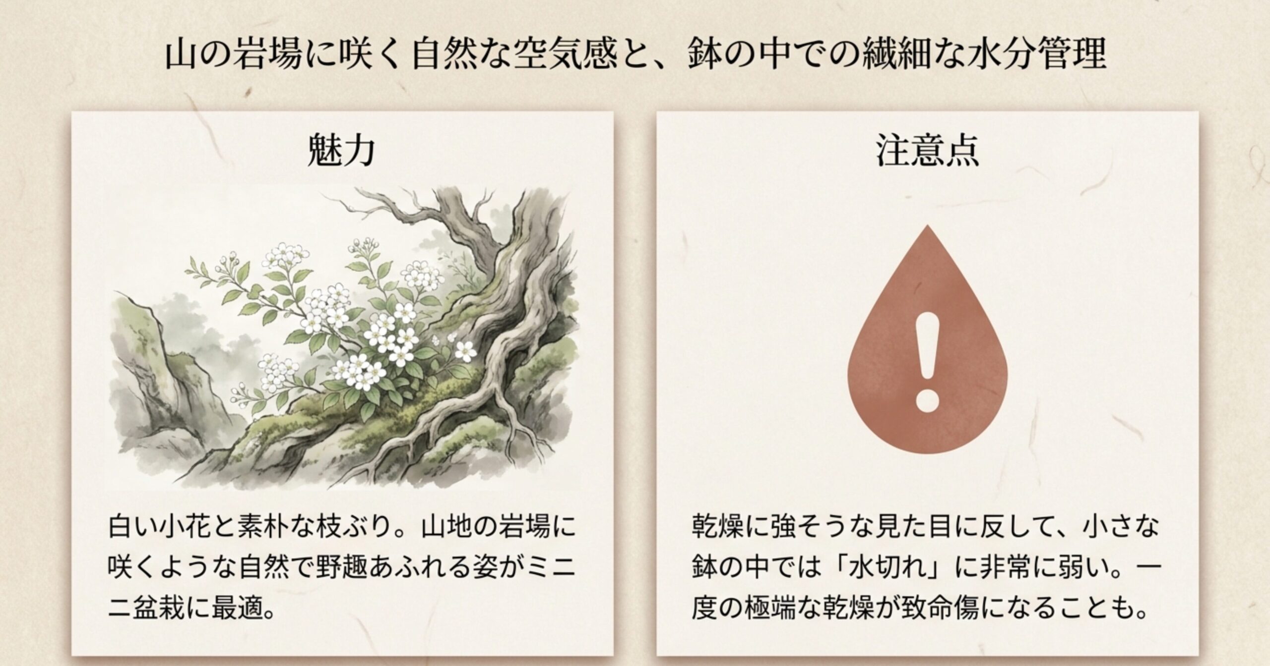 岩場に自生するミツデイワガサのイラストと、盆栽として育てる際の魅力・水切れに関する注意点の解説