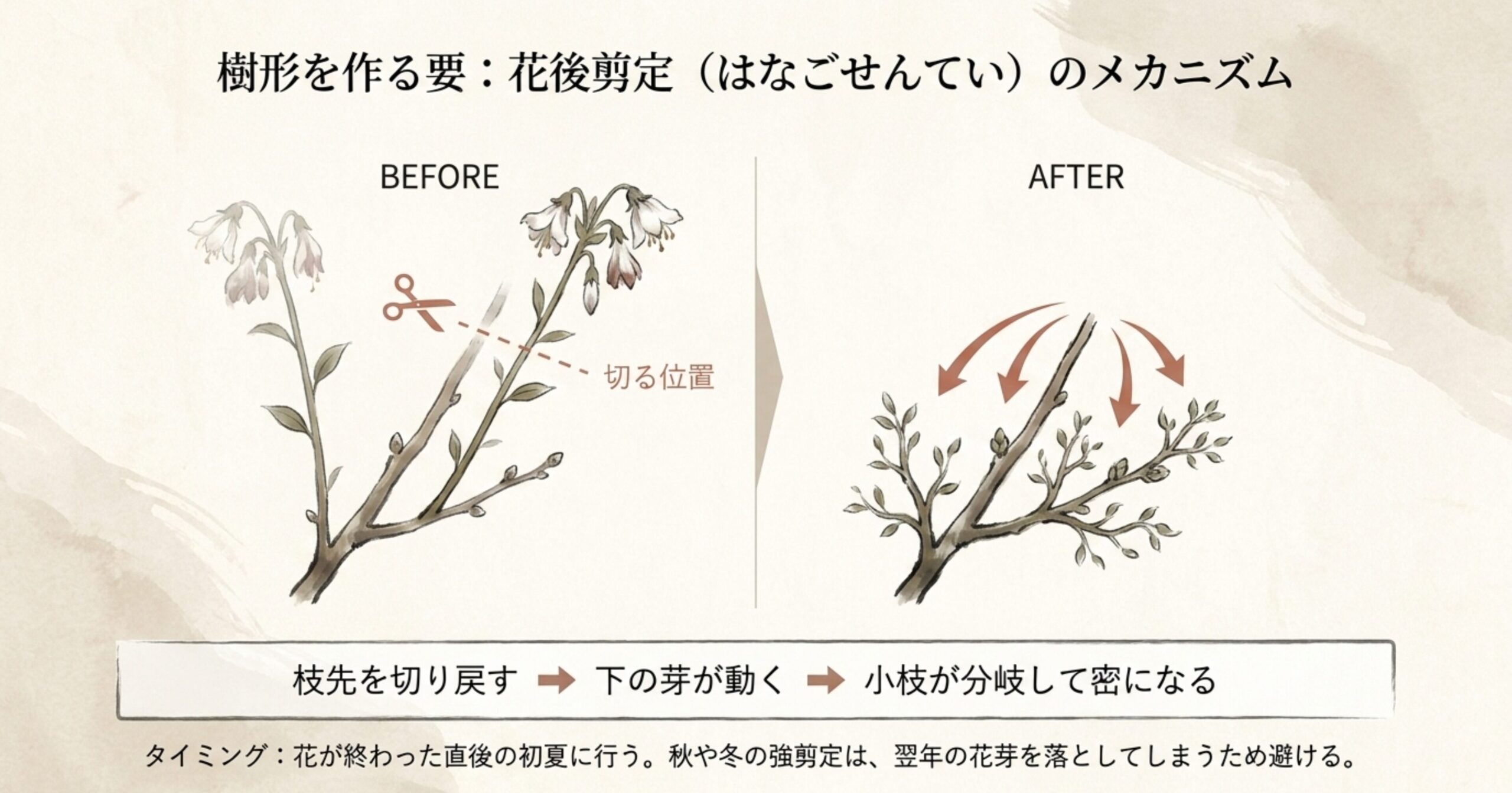 ミツデイワガサの花が終わった直後に枝先を切り戻し、小枝の分岐を促す剪定前・剪定後の図解