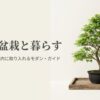 モダンな鉢に植えられた美しいもみじ盆栽の姿