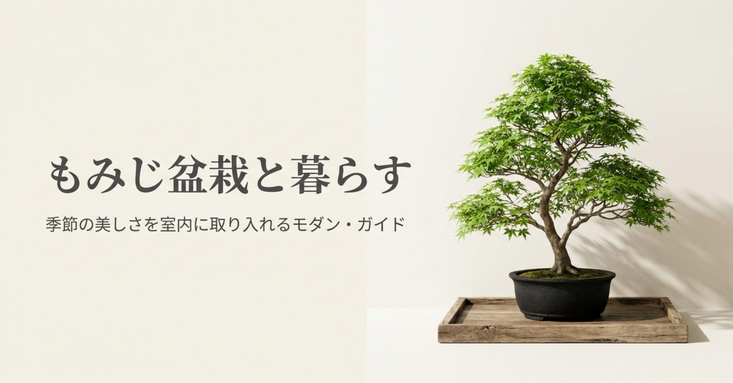 モダンな鉢に植えられた美しいもみじ盆栽の姿