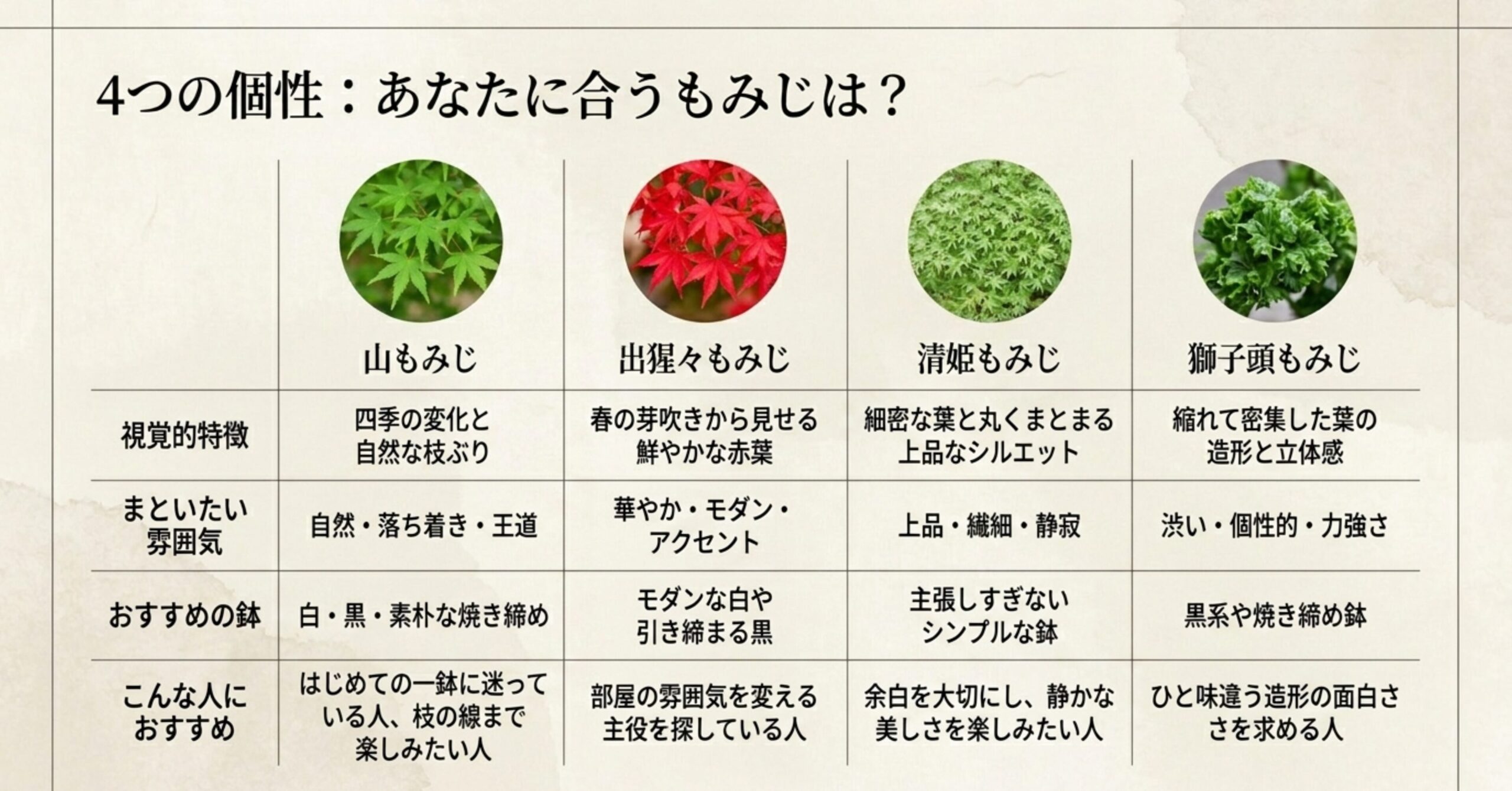 山もみじ、出猩々もみじ、清姫もみじ、獅子頭もみじの視覚的特徴やおすすめの鉢の比較表