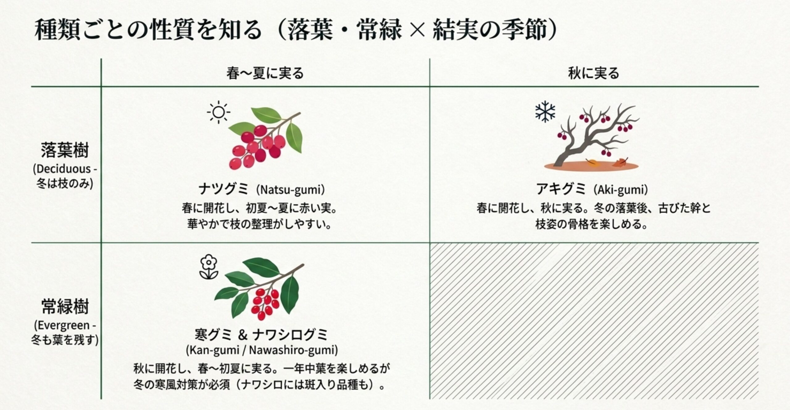 ナツグミ、寒グミ、ナワシログミ、アキグミの落葉・常緑の違いや、実る季節の特徴を比較した一覧表のスライド。